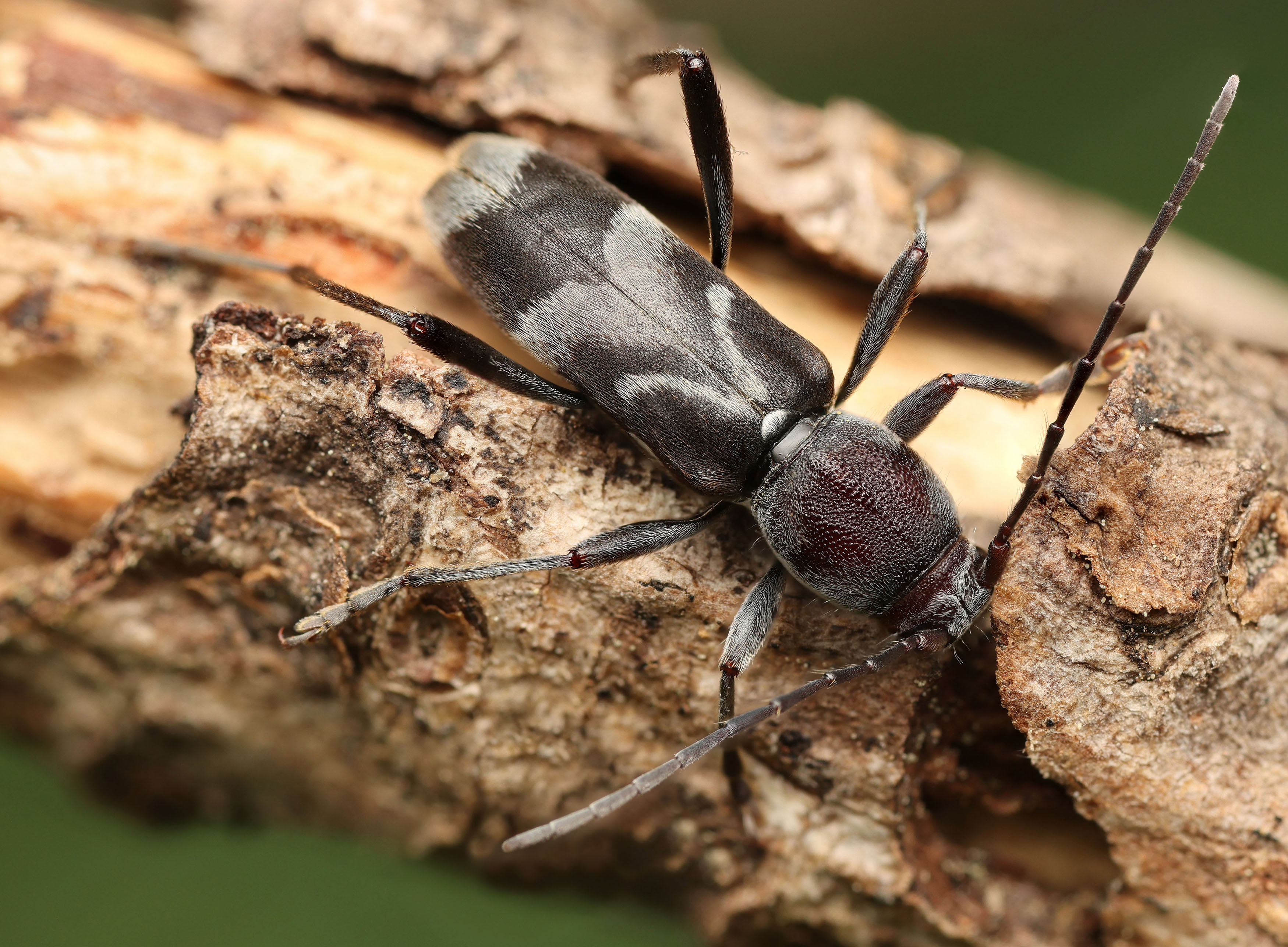 Chlorophorus ruficornis