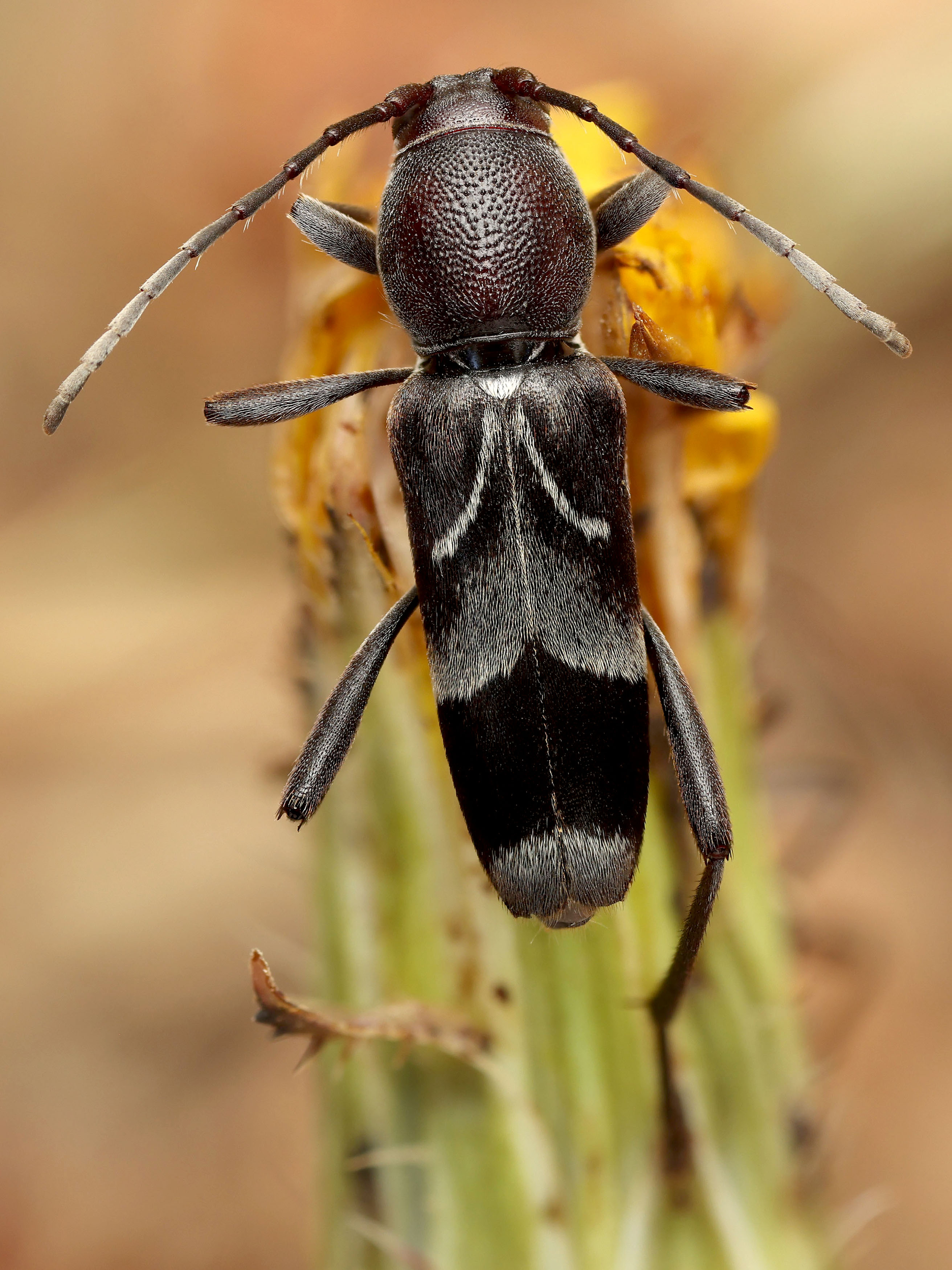 Chlorophorus ruficornis