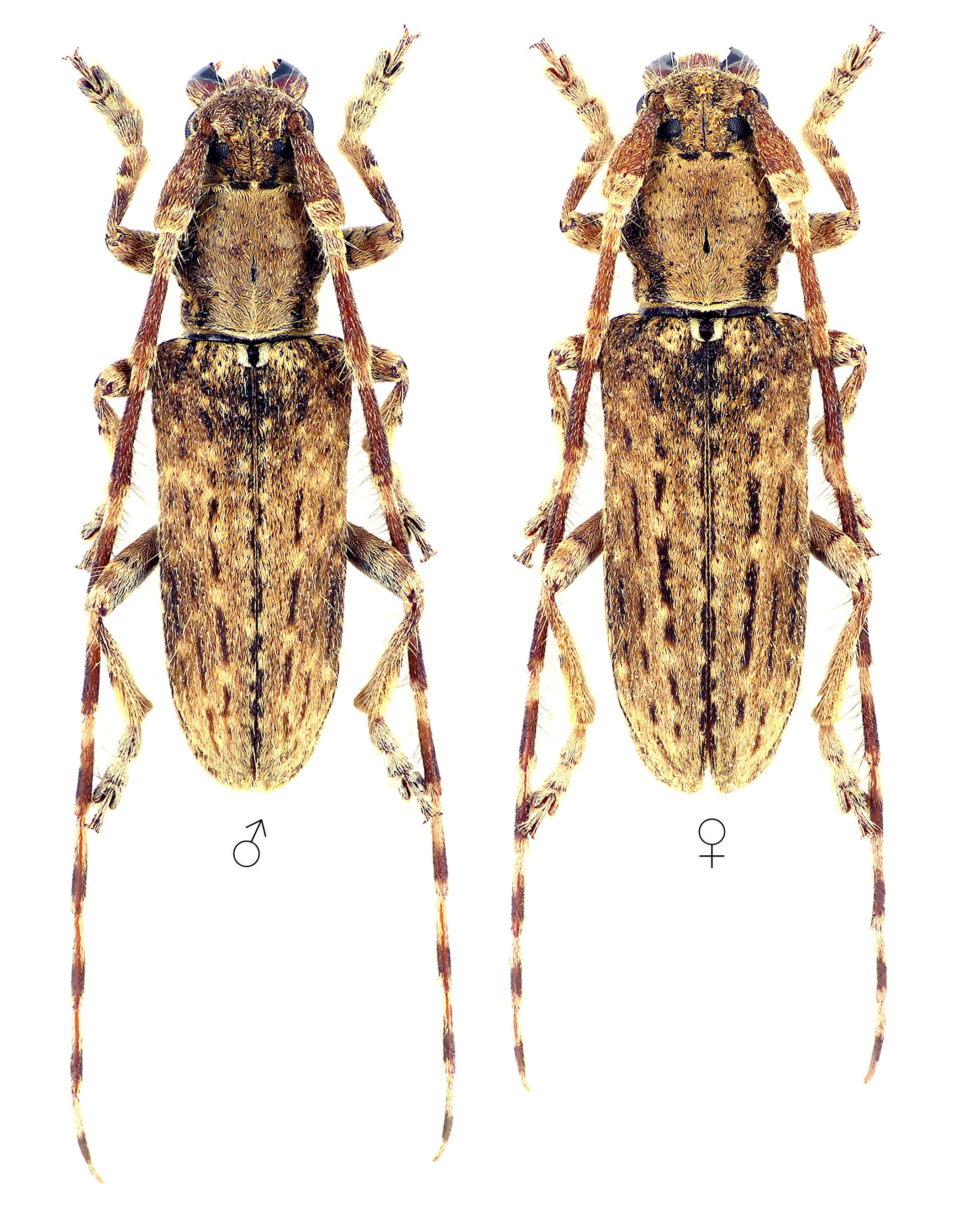 Deroplia annulicornis