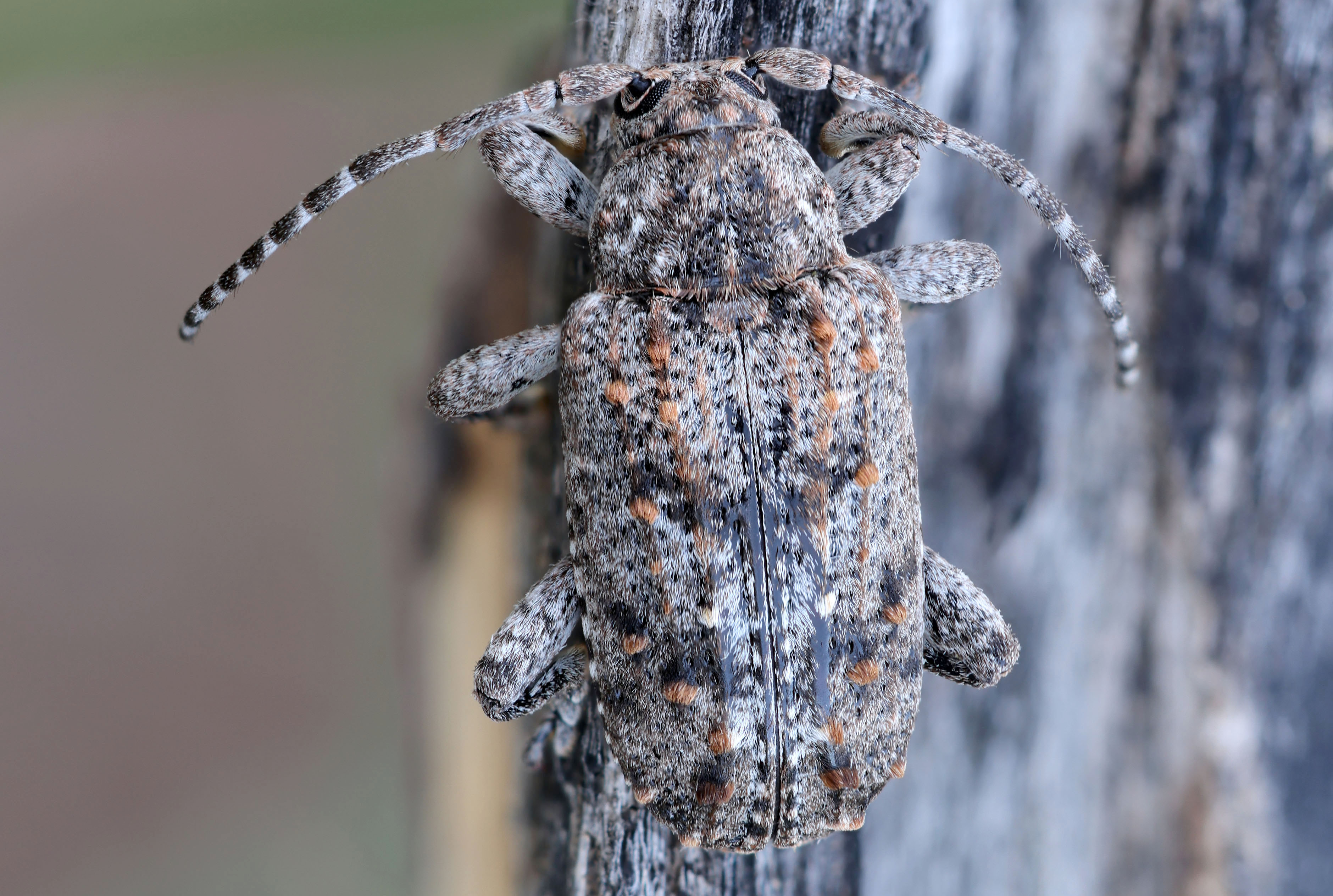 Enaretta castelnaudi