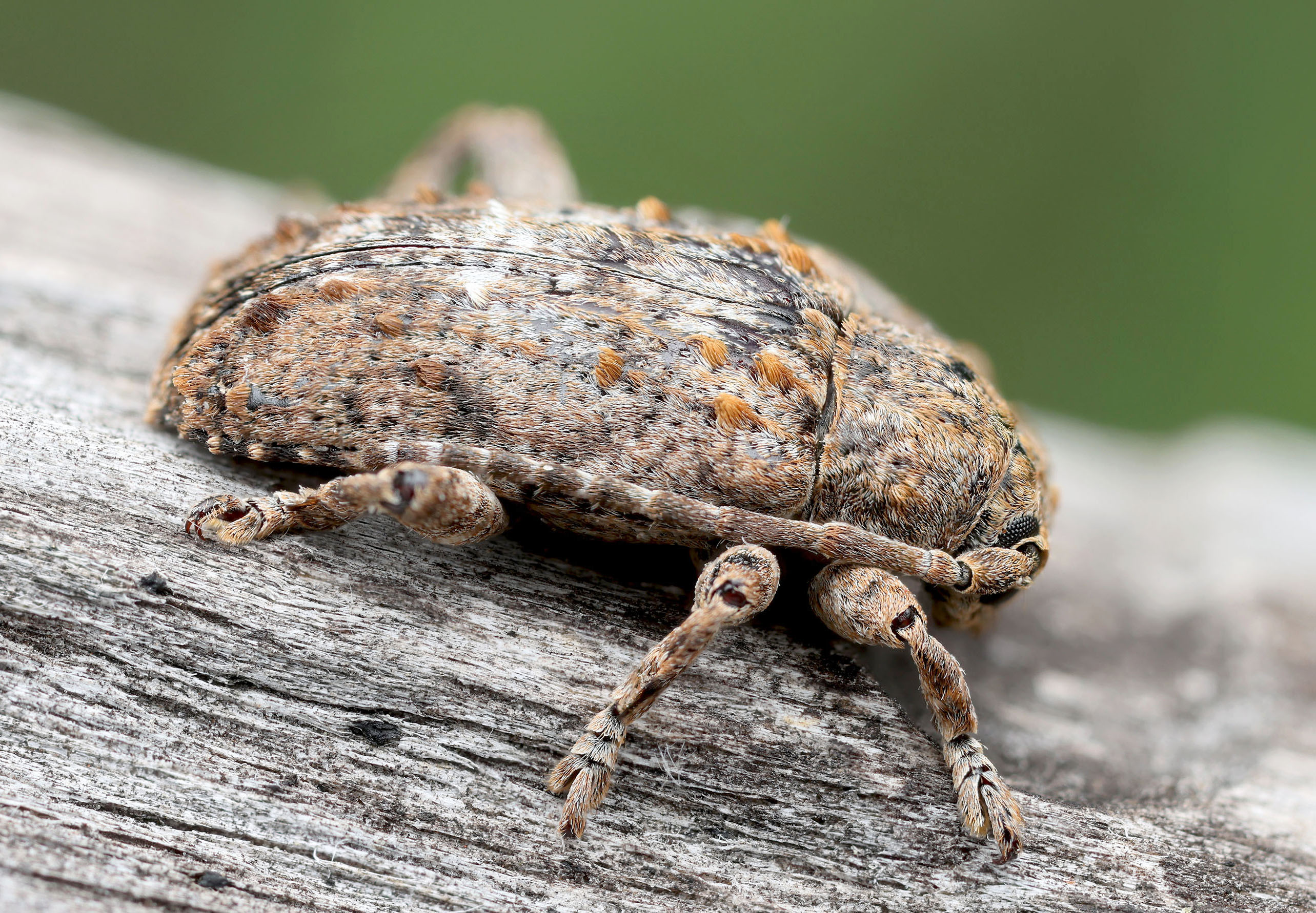 Enaretta castelnaudi