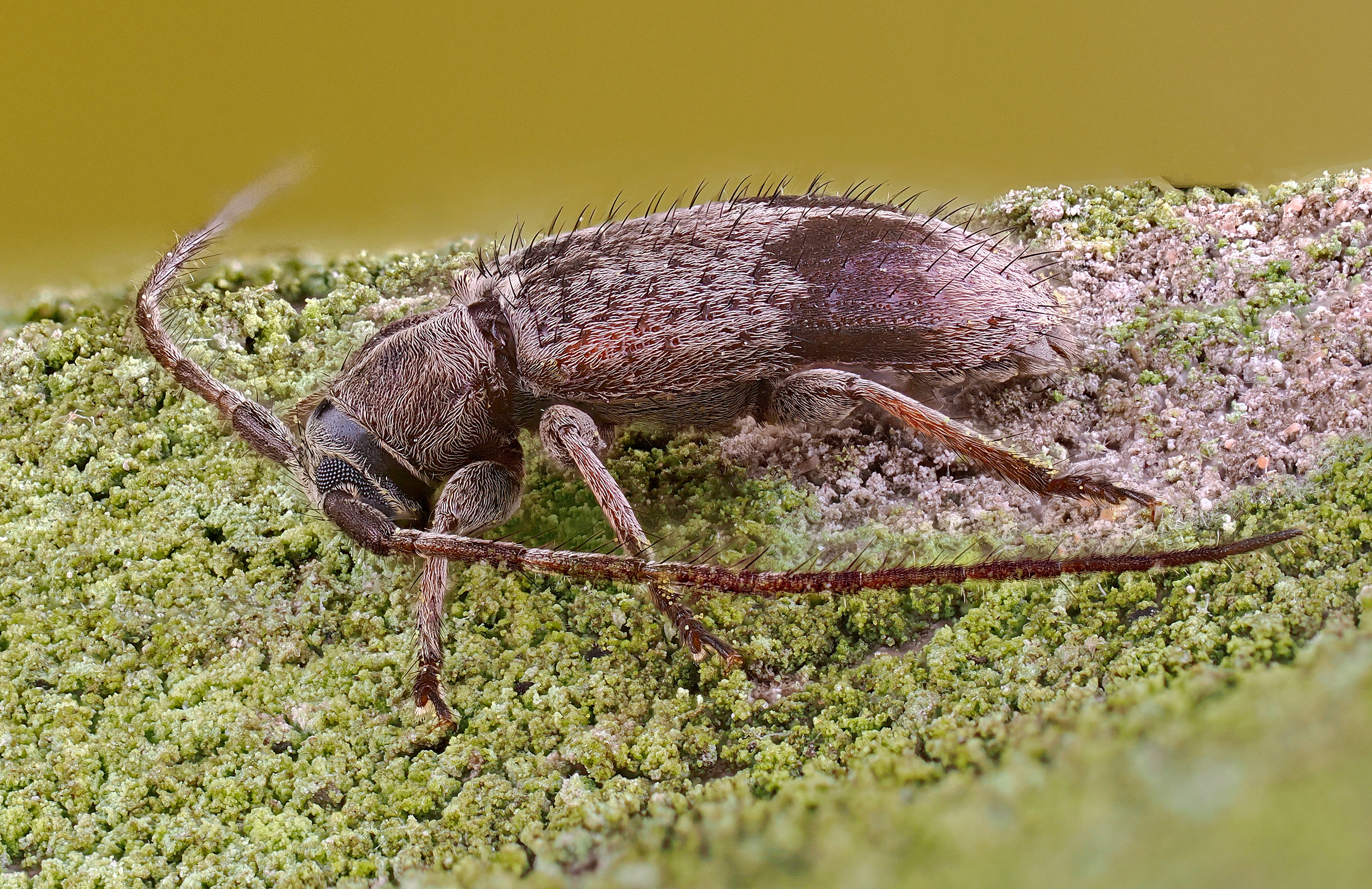 Exocentrus punctipennis