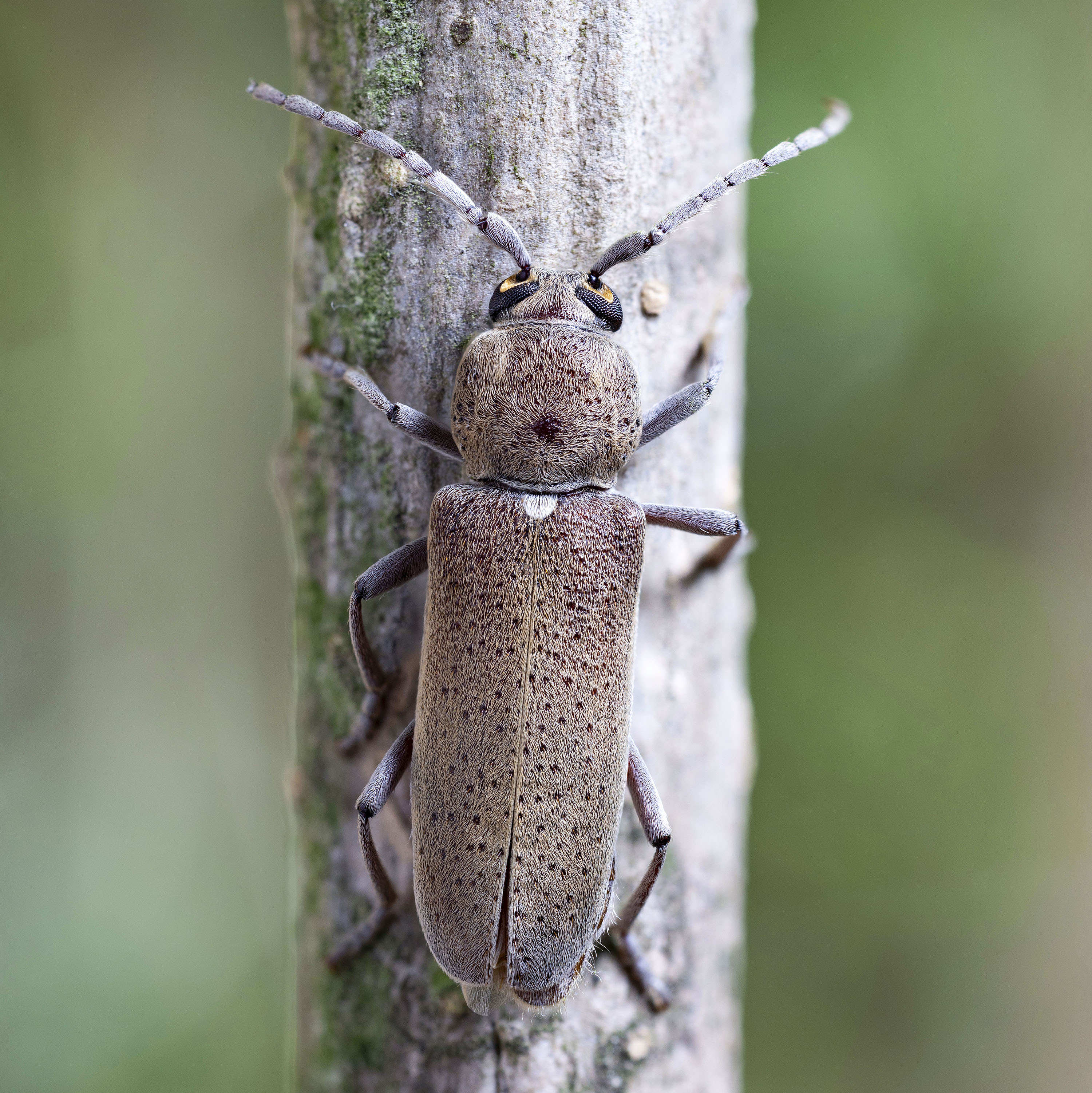 Hesperophanes melonii