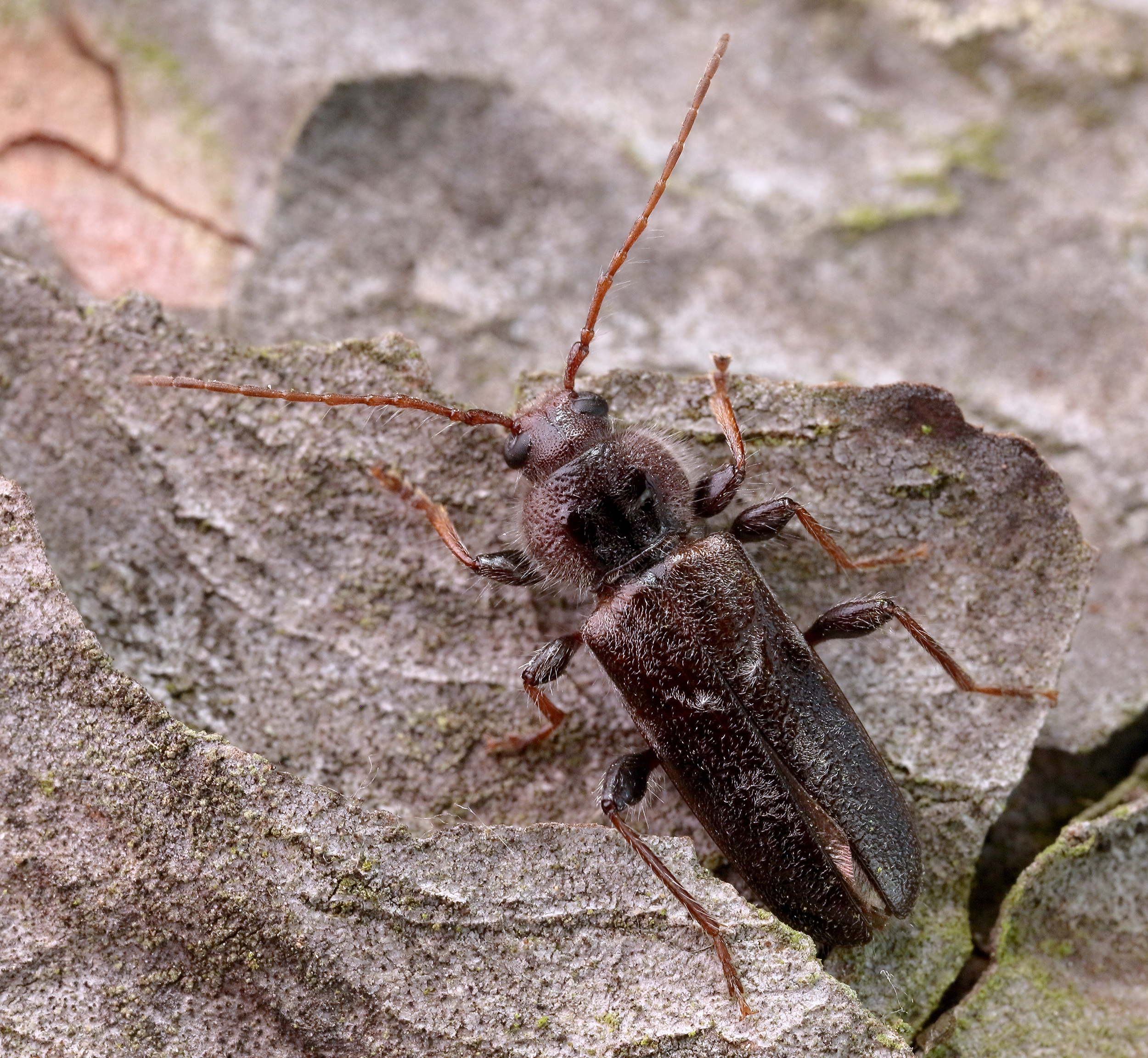 Hylotrupes bajulus