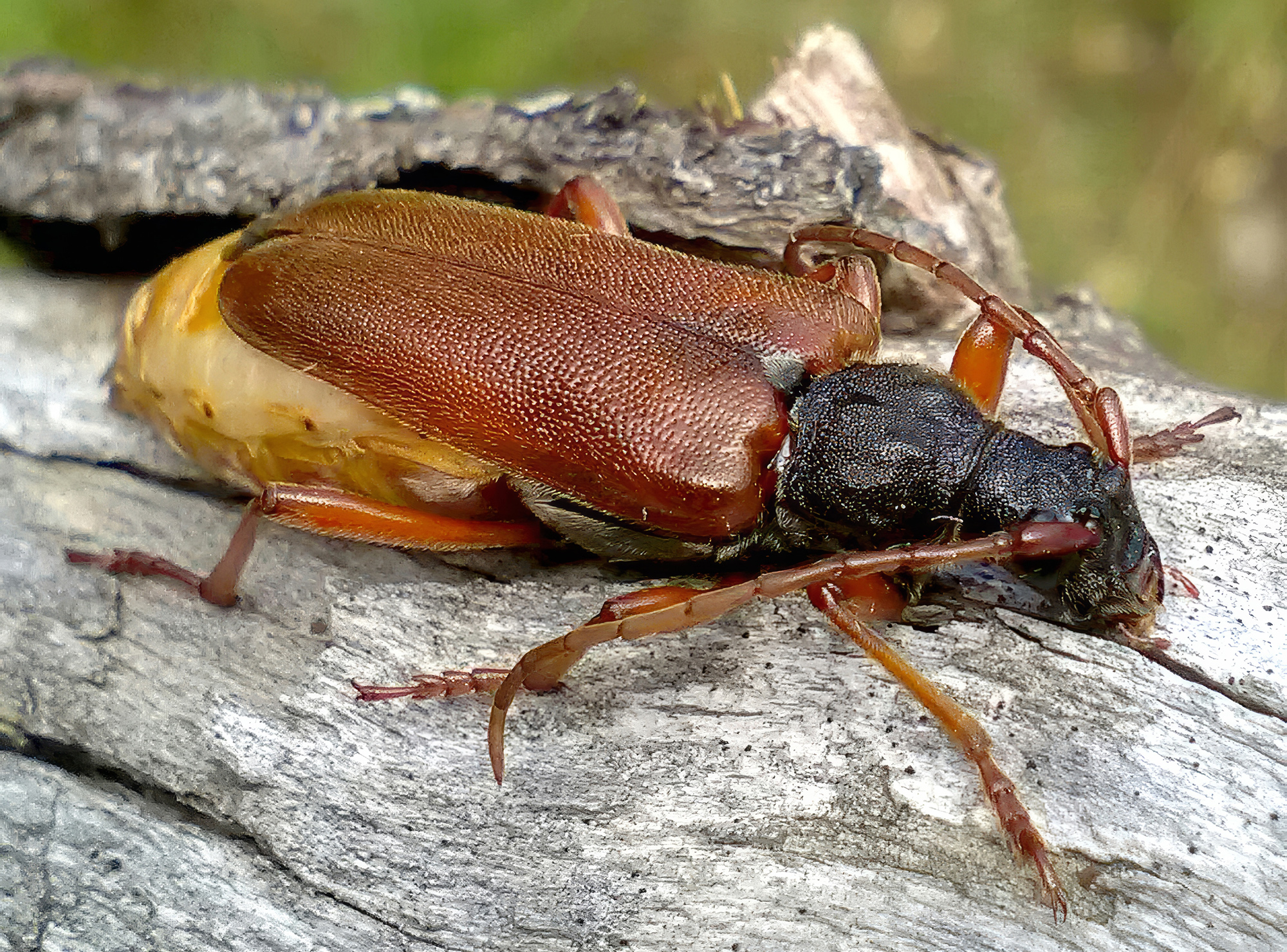 Kirgizobia bohnei - female