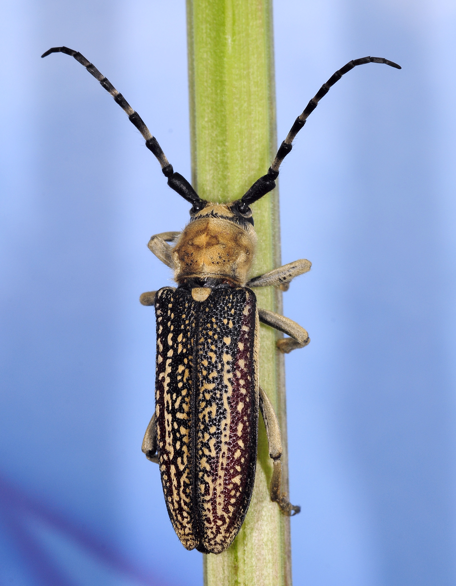 Mallosia galinae female