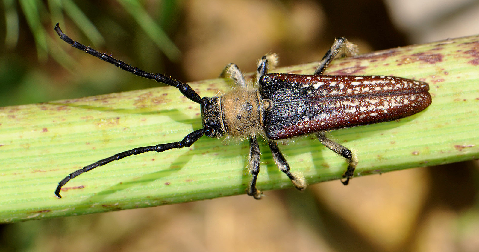 Mallosia interrupta interrupta