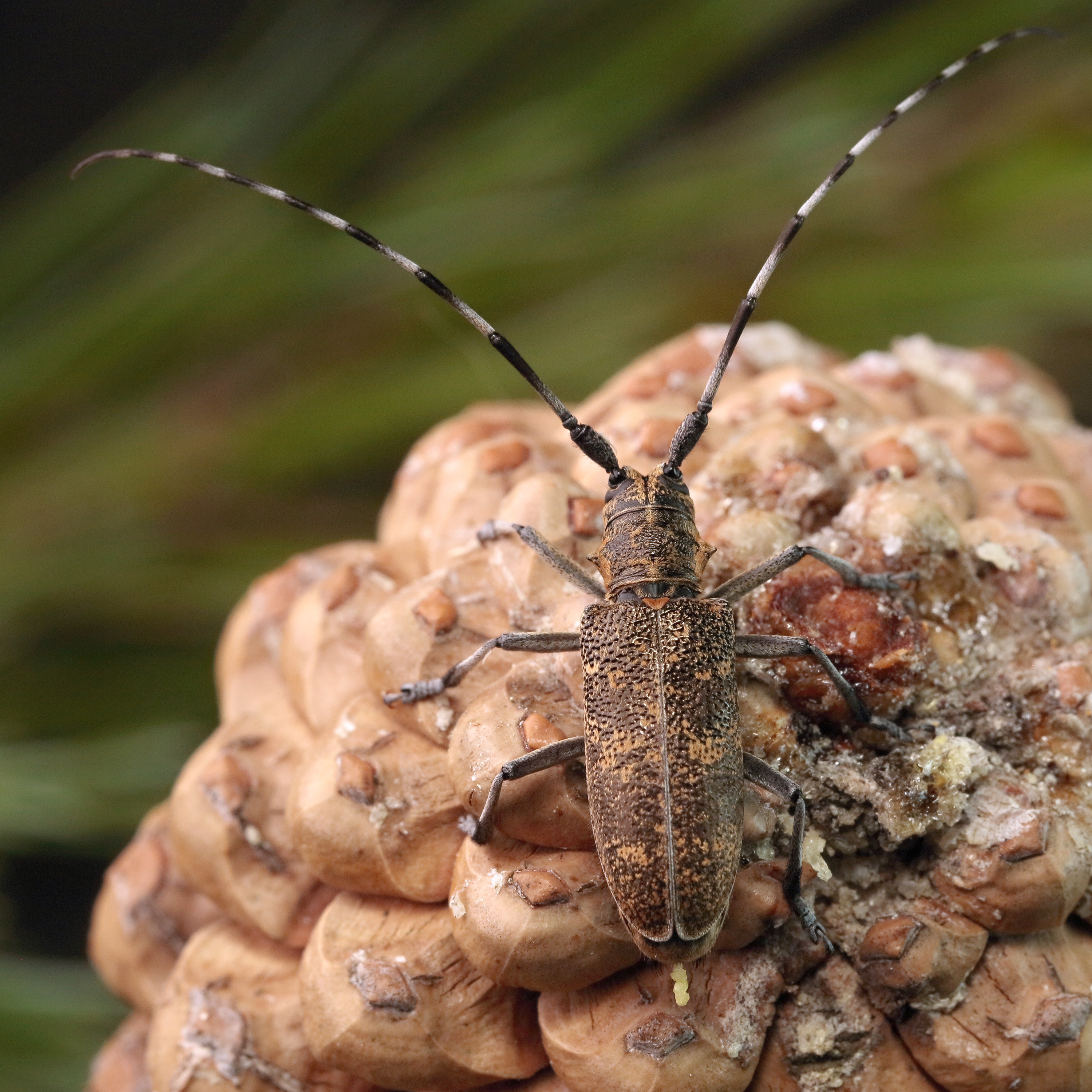 Monochamus galloprovincialis