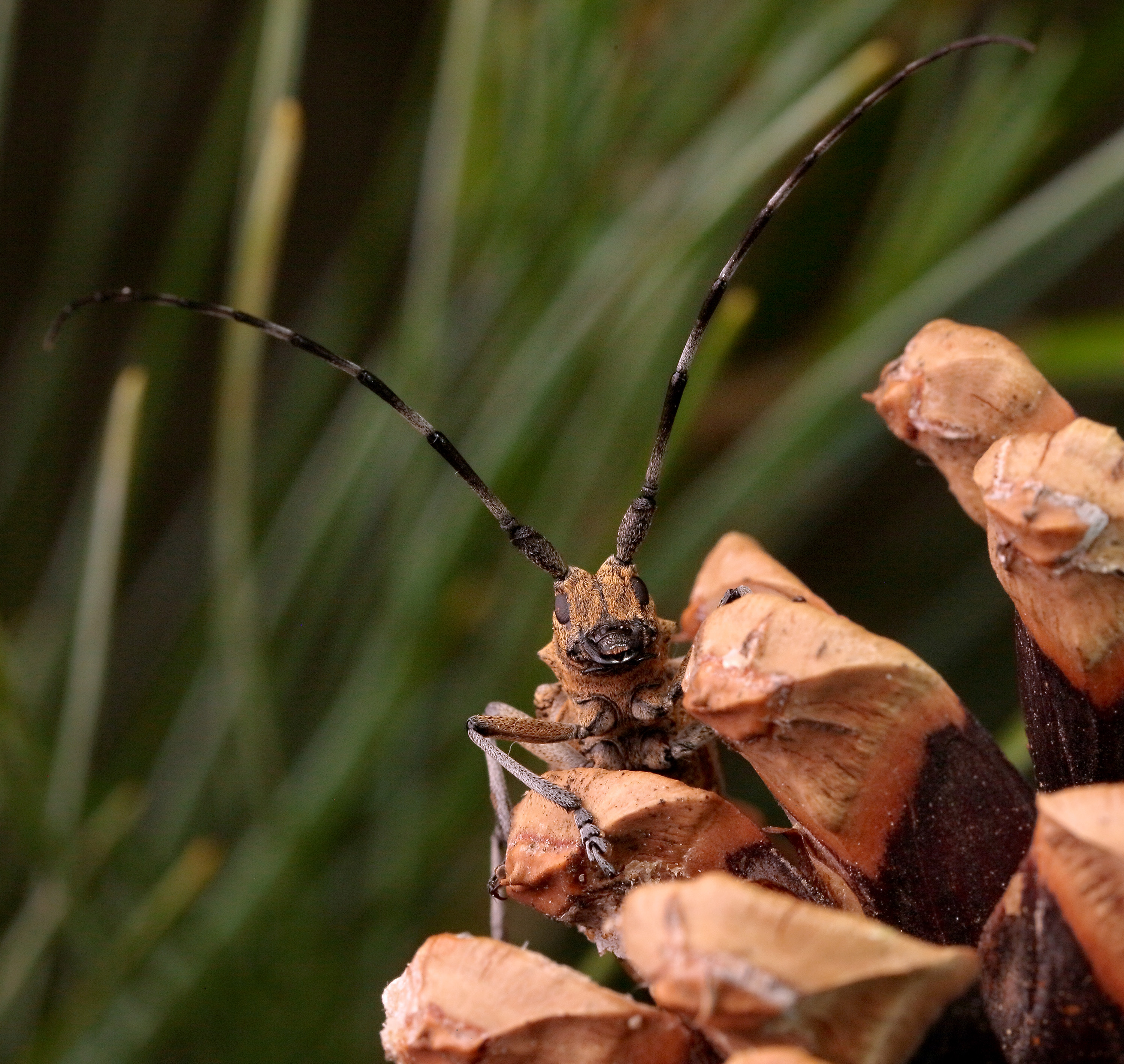 Monochamus galloprovincialis