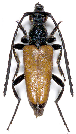 Paracorymbia tonsa