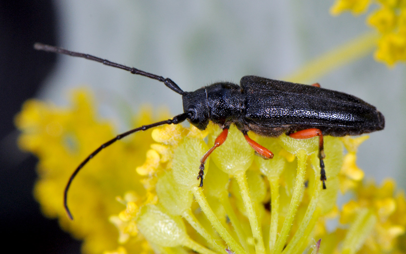 Phytoecia pici