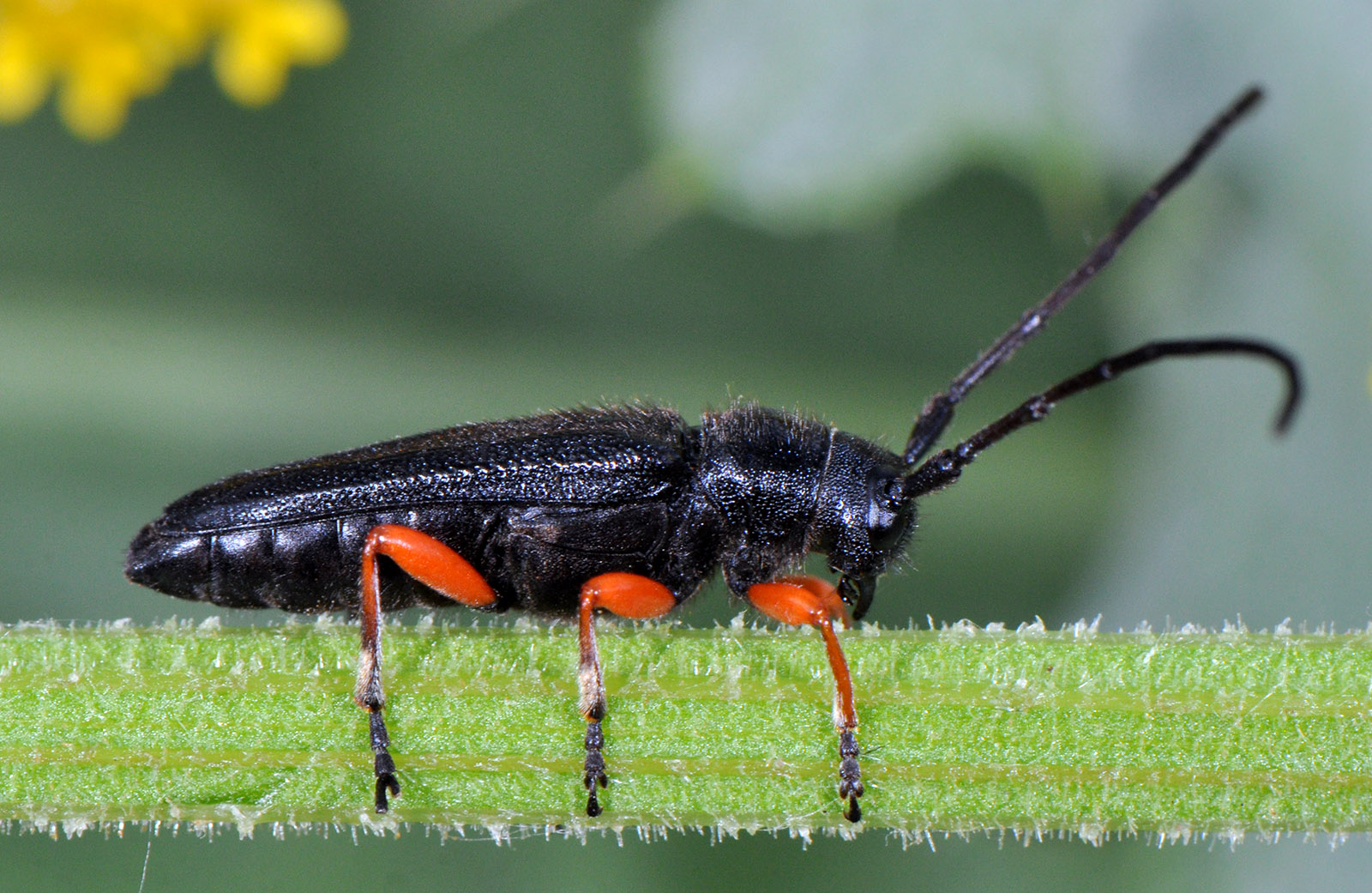 Phytoecia pici