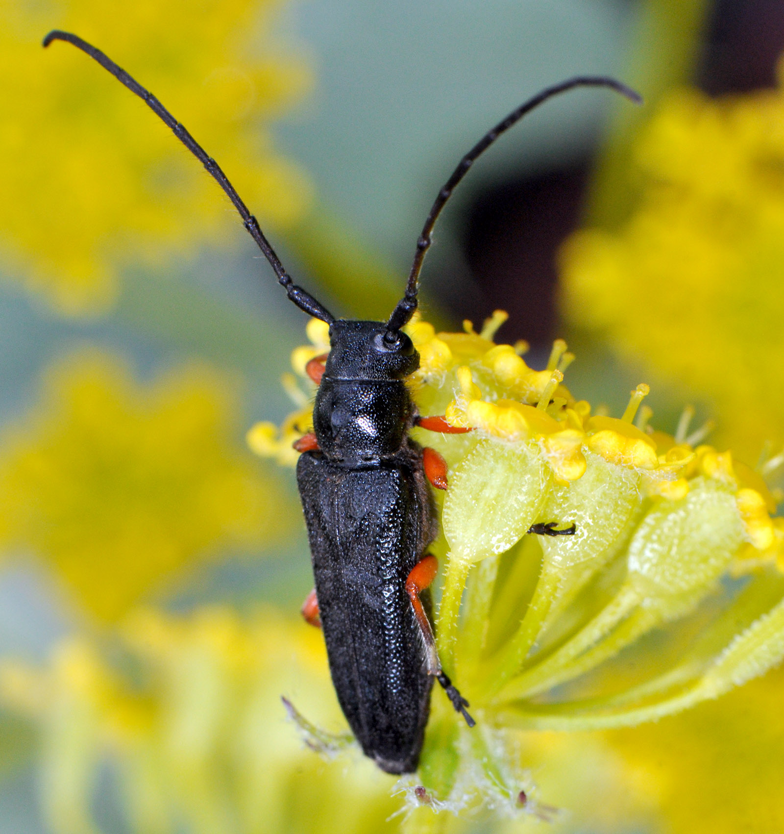 Phytoecia pici