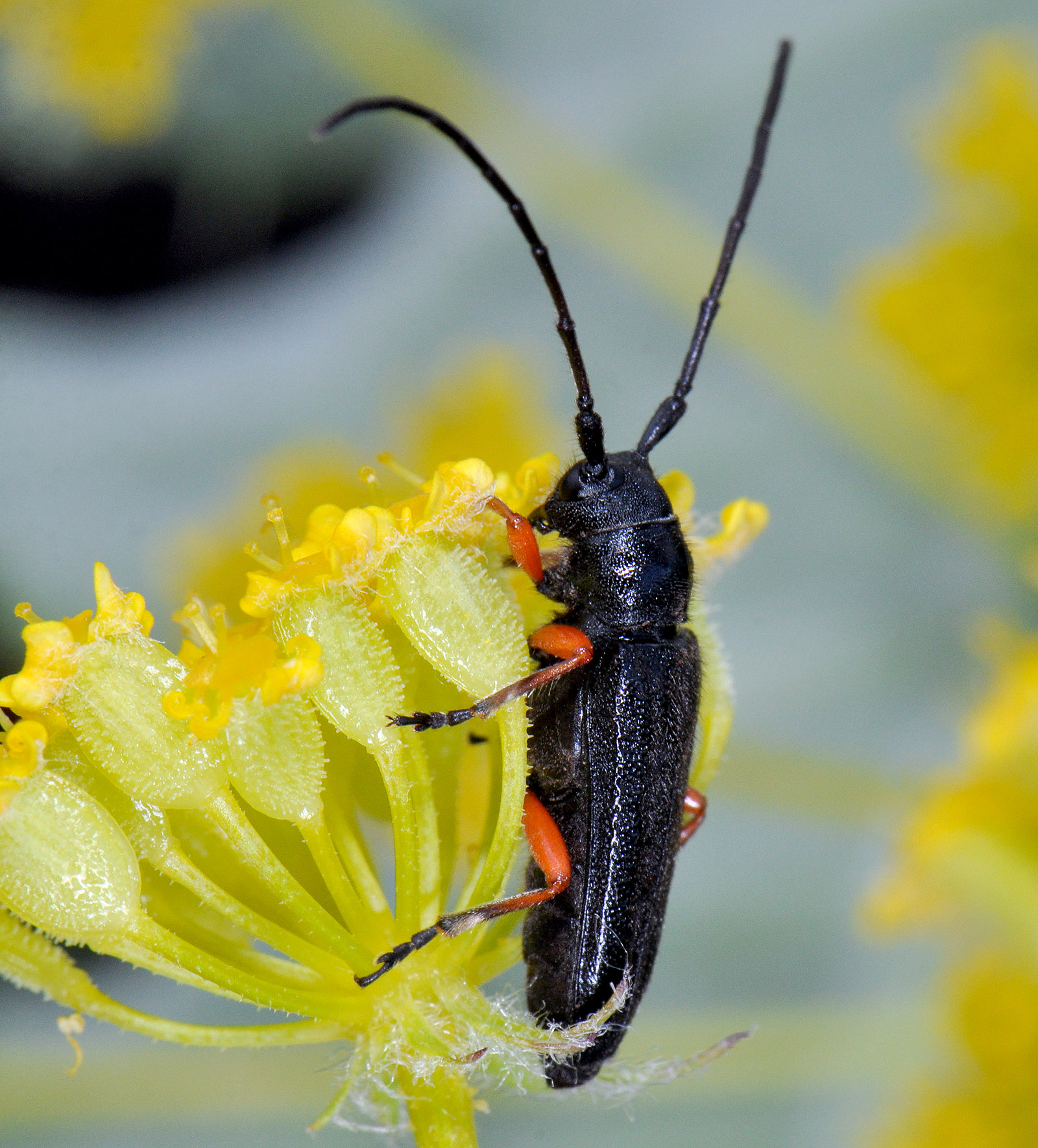 Phytoecia pici