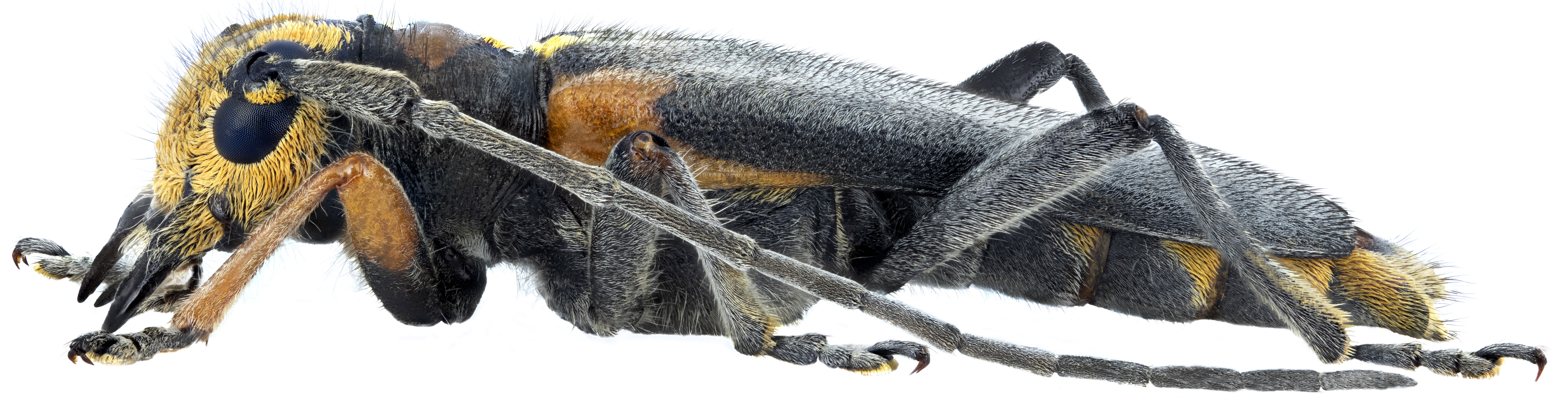 Phytoecia pontica - lateral view