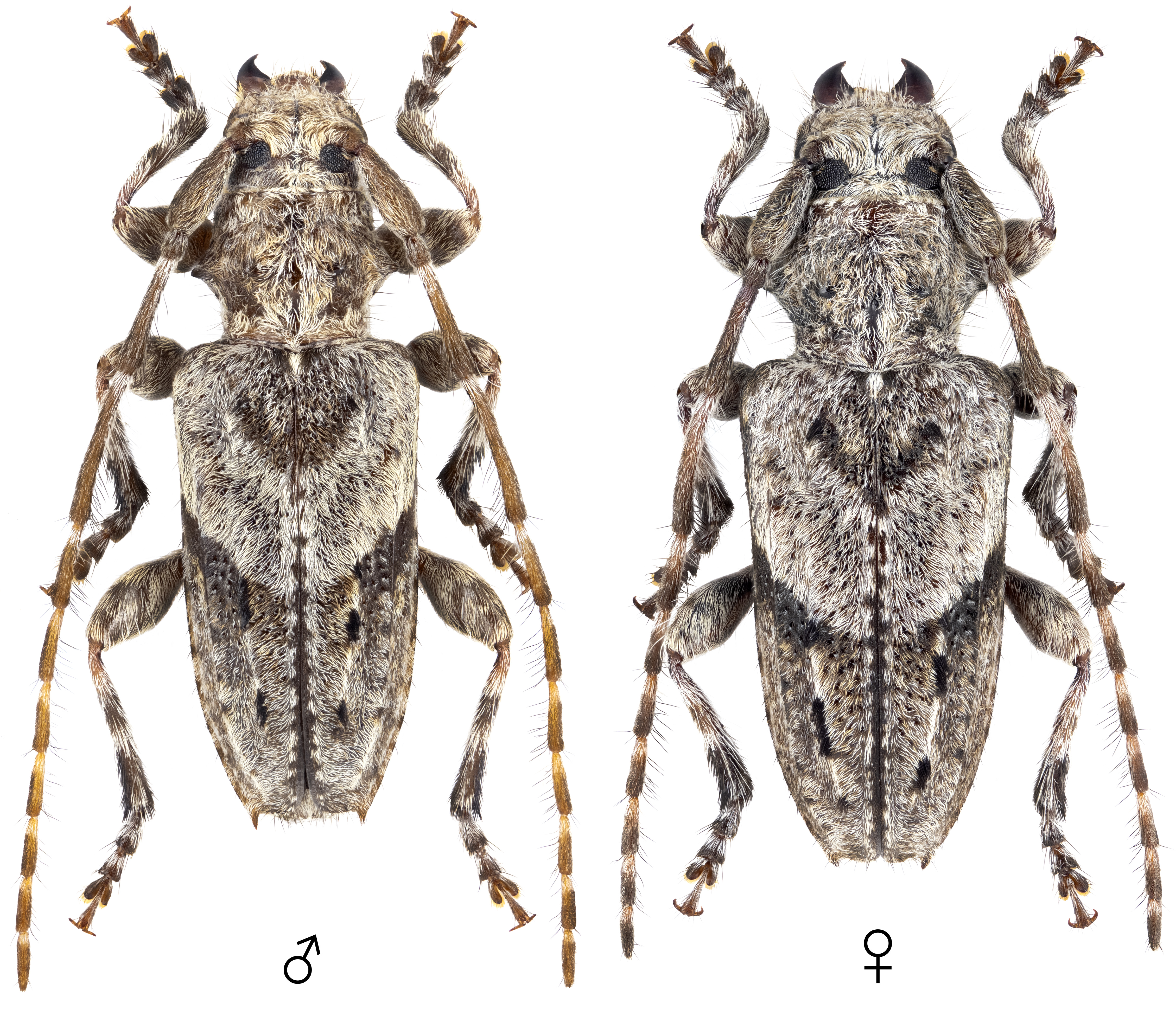 Pogonocherus caroli riffensis