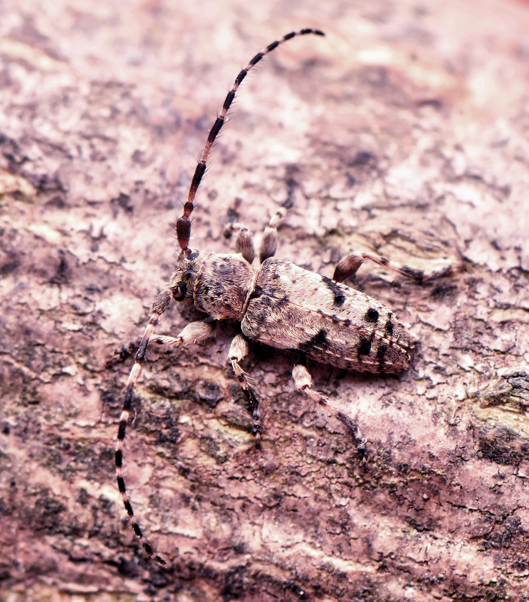 Pogonocherus inermicollis
