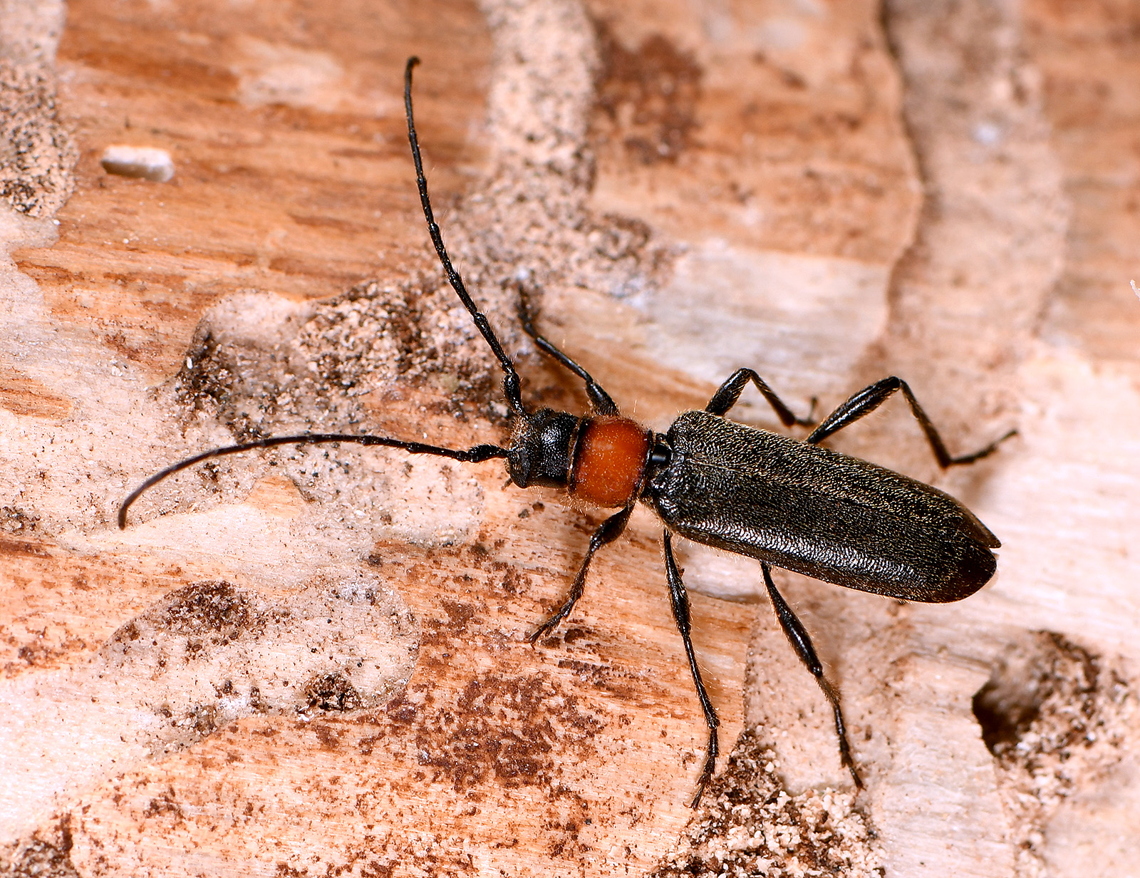 Pronocera angusta