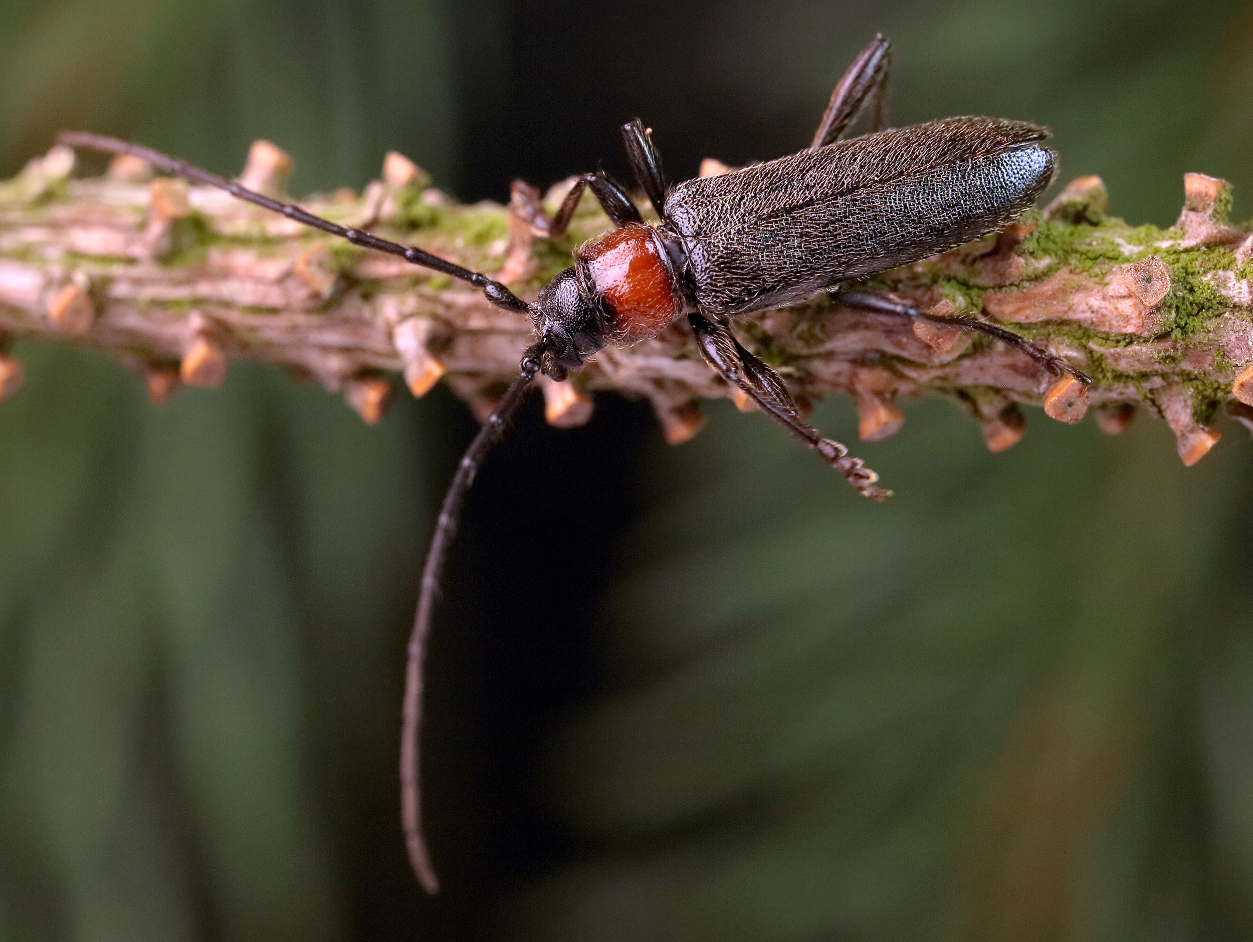 Pronocera angusta