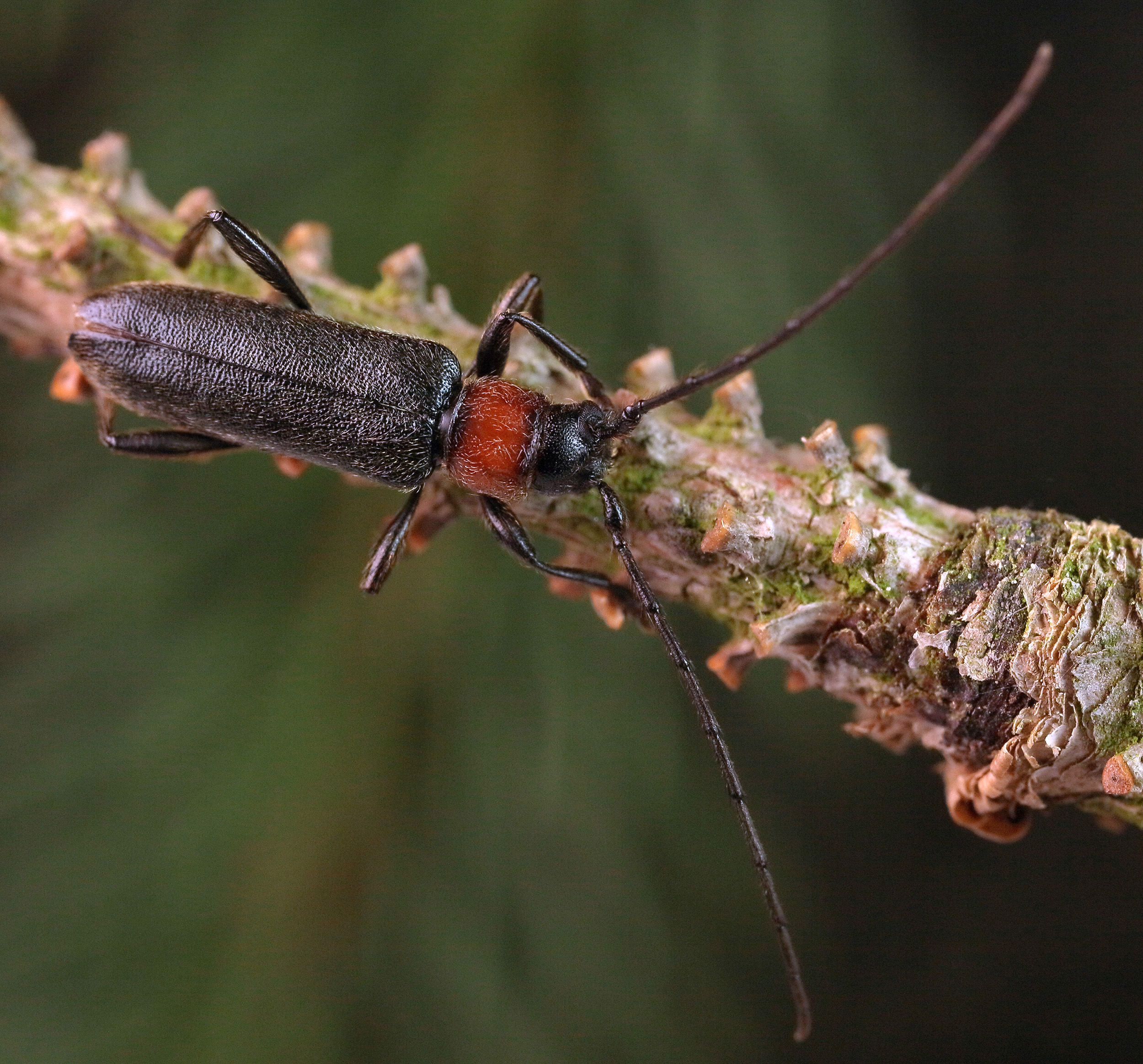 Pronocera angusta