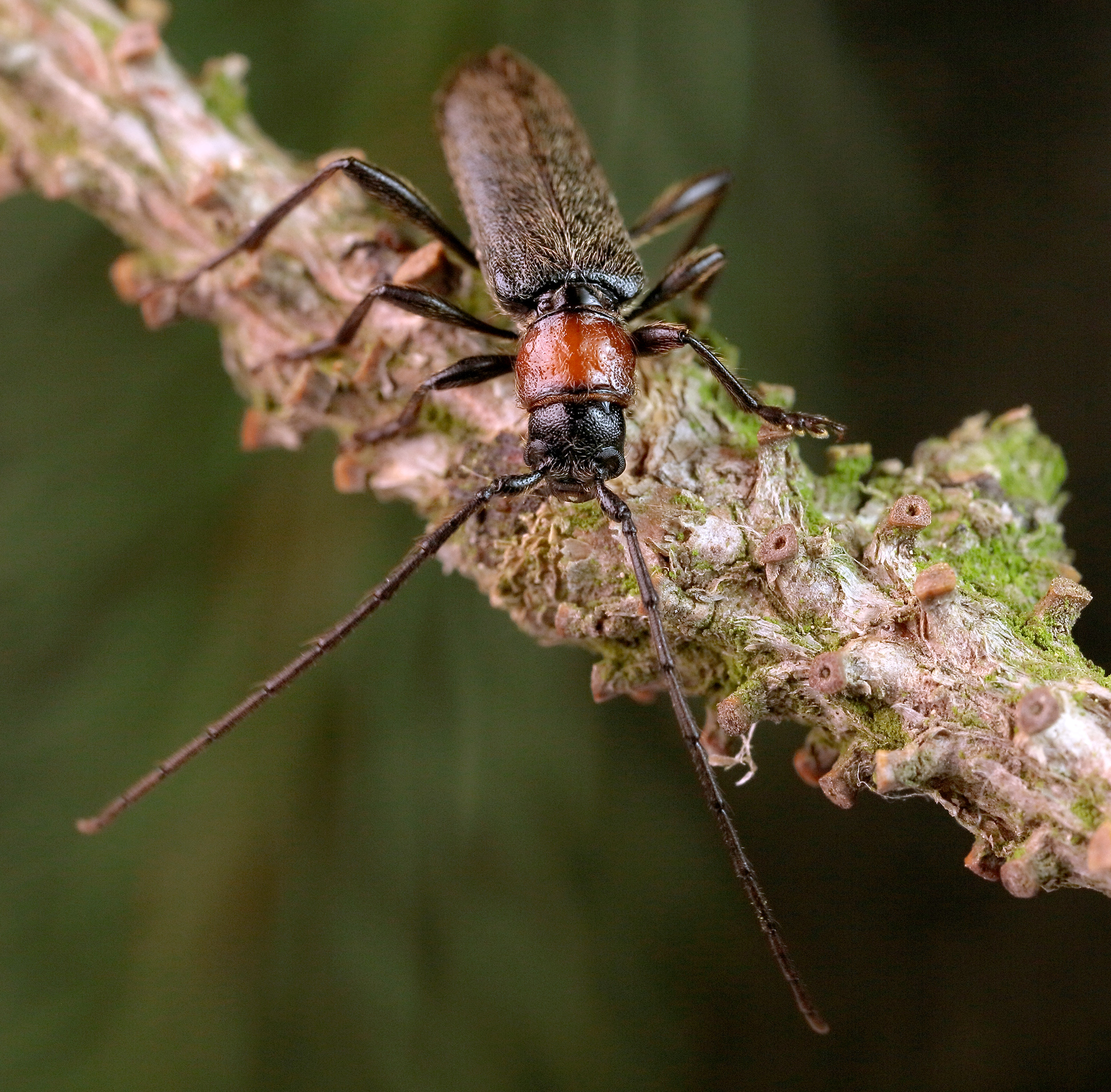 Pronocera angusta