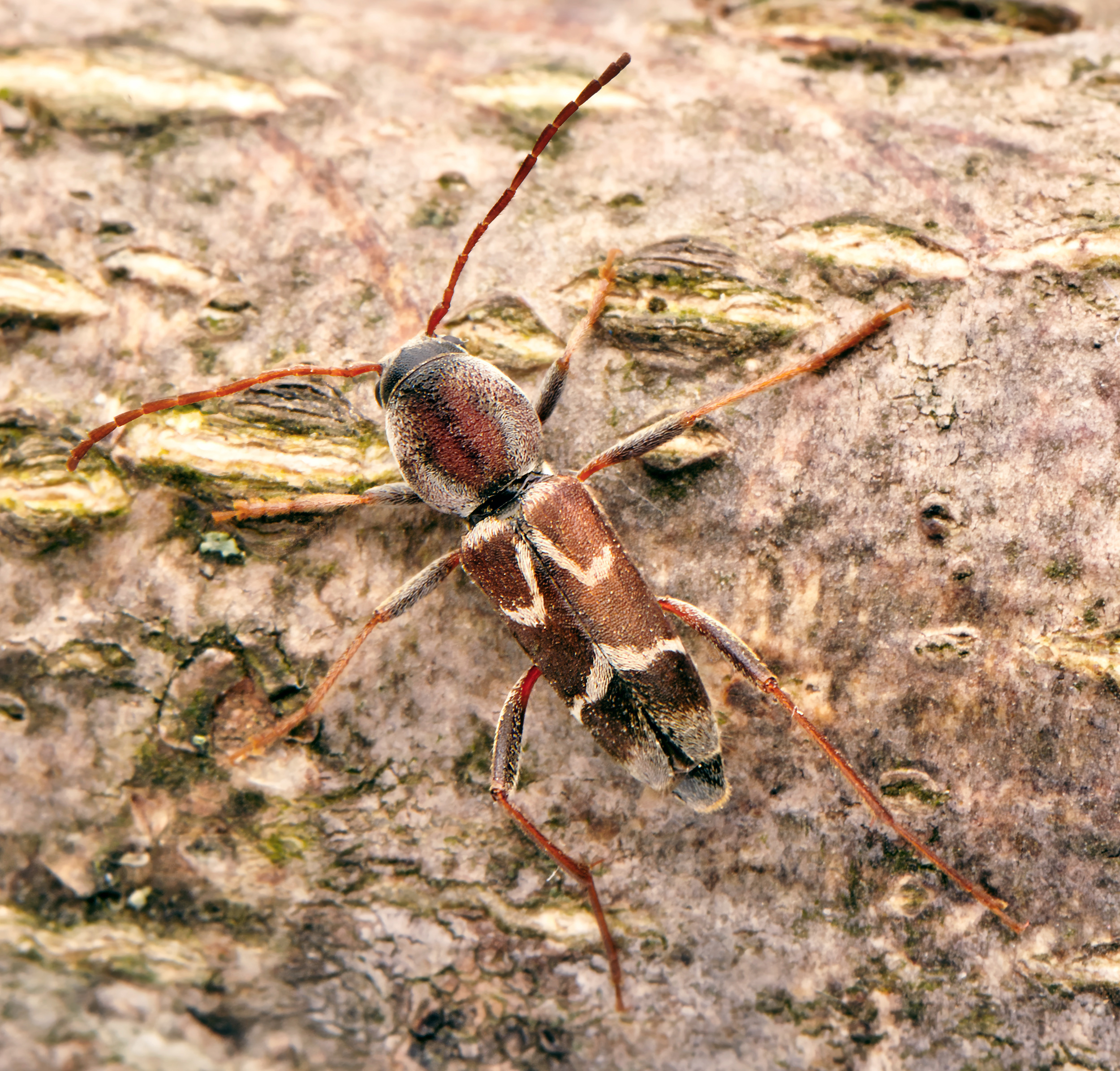 Pseudosphegesthes brunnescens