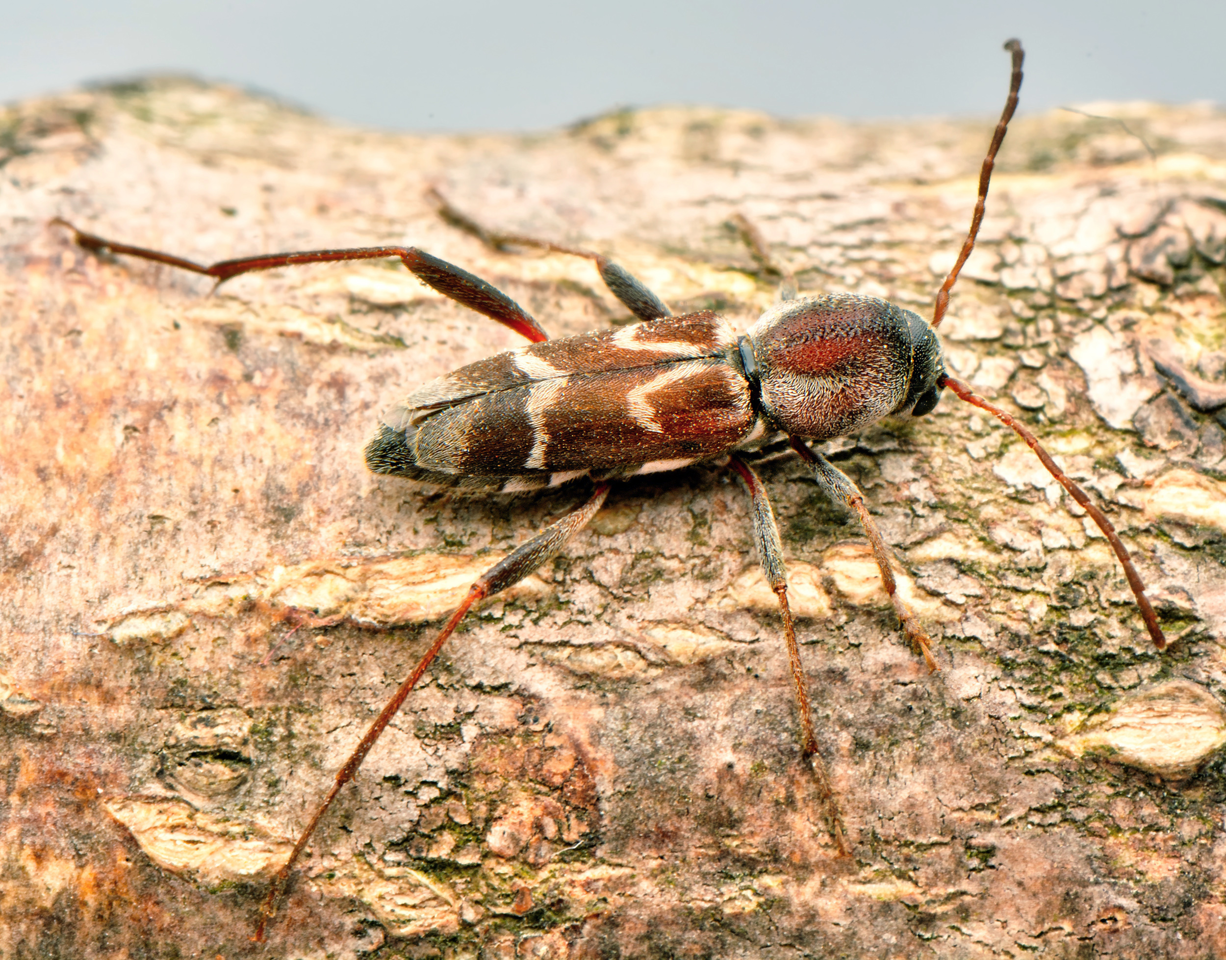Pseudosphegesthes brunnescens