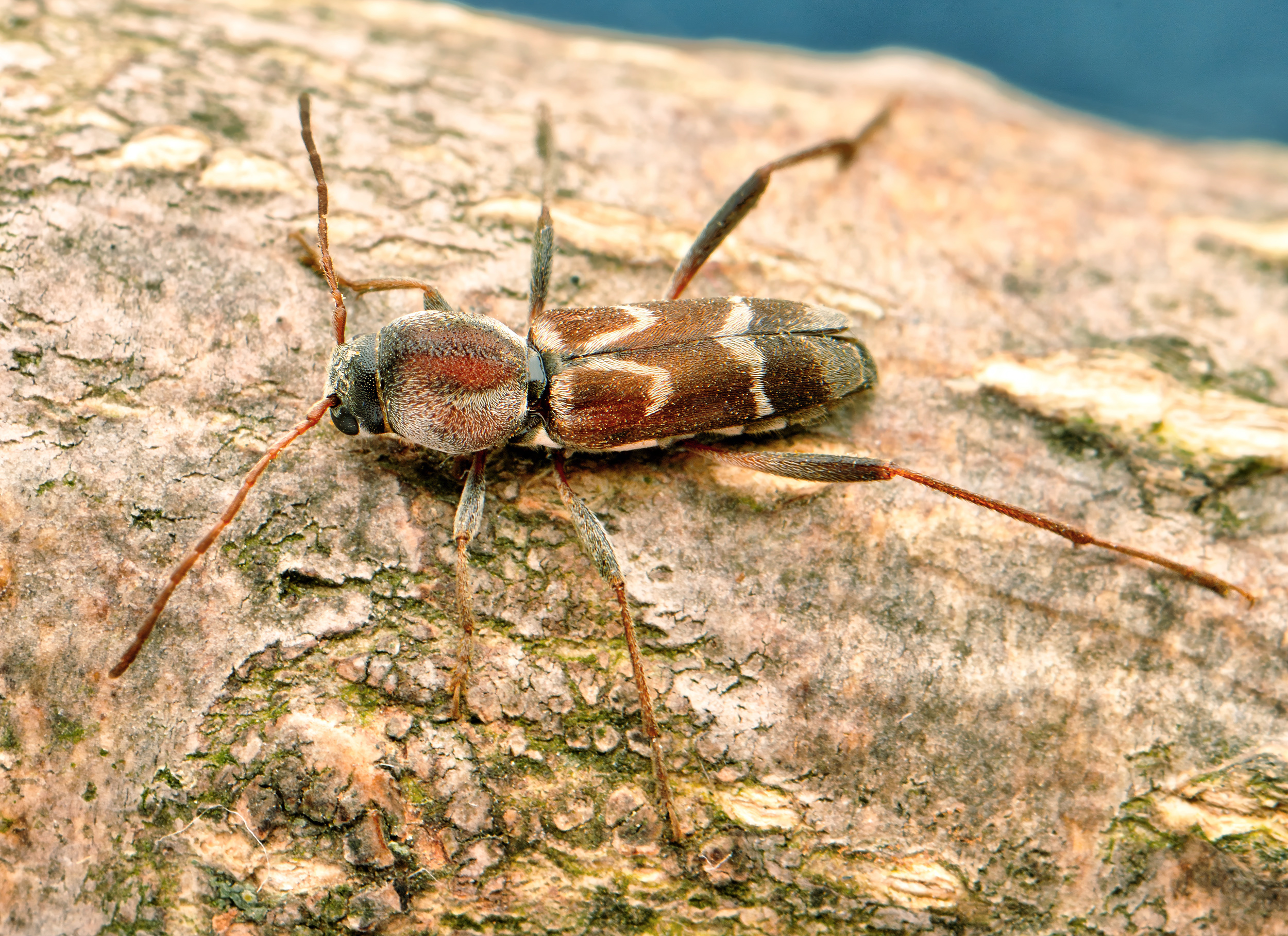Pseudosphegesthes brunnescens