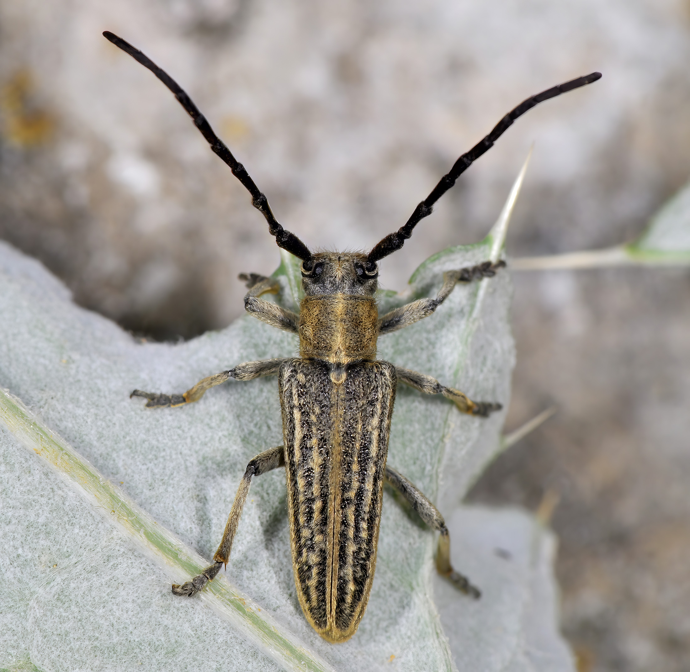 Pteromallosia albolineata