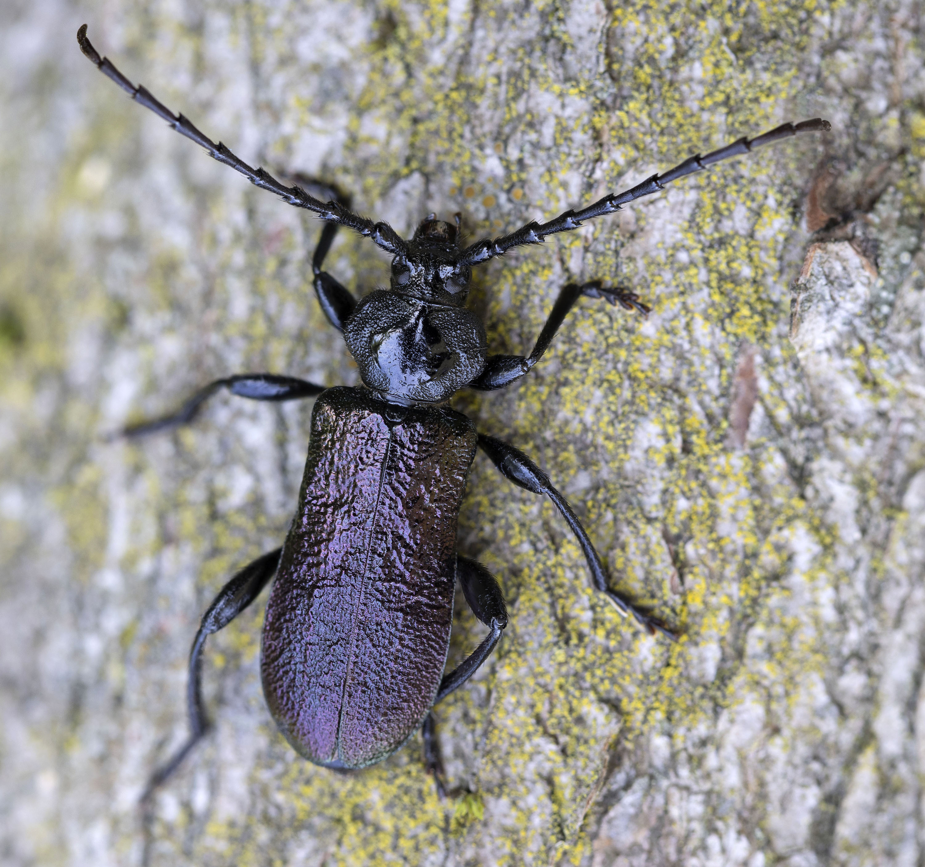 Ropalopus ungaricus ungaricus