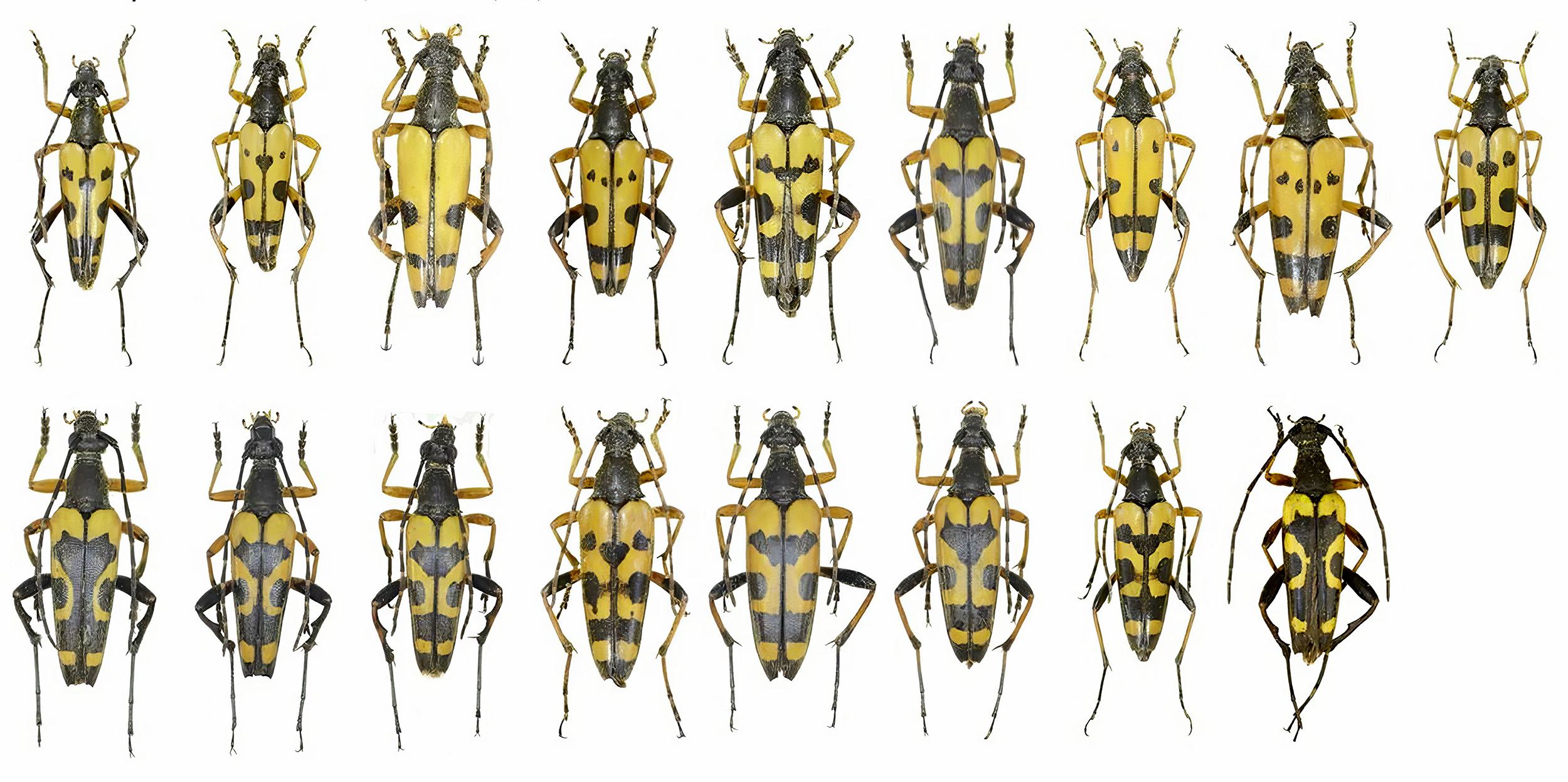 Rutpela maculata maculata