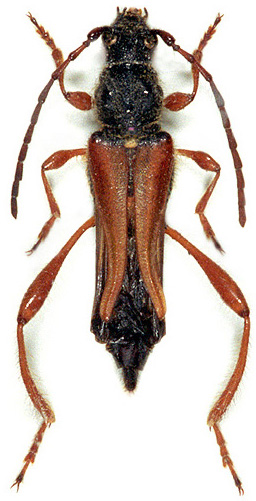 Stenopterus creticus