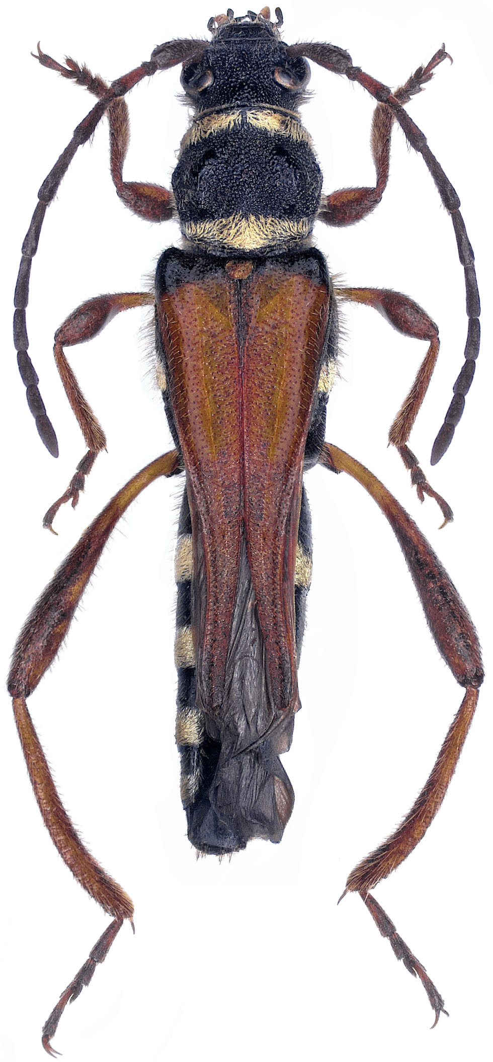 Stenopterus flavicornis