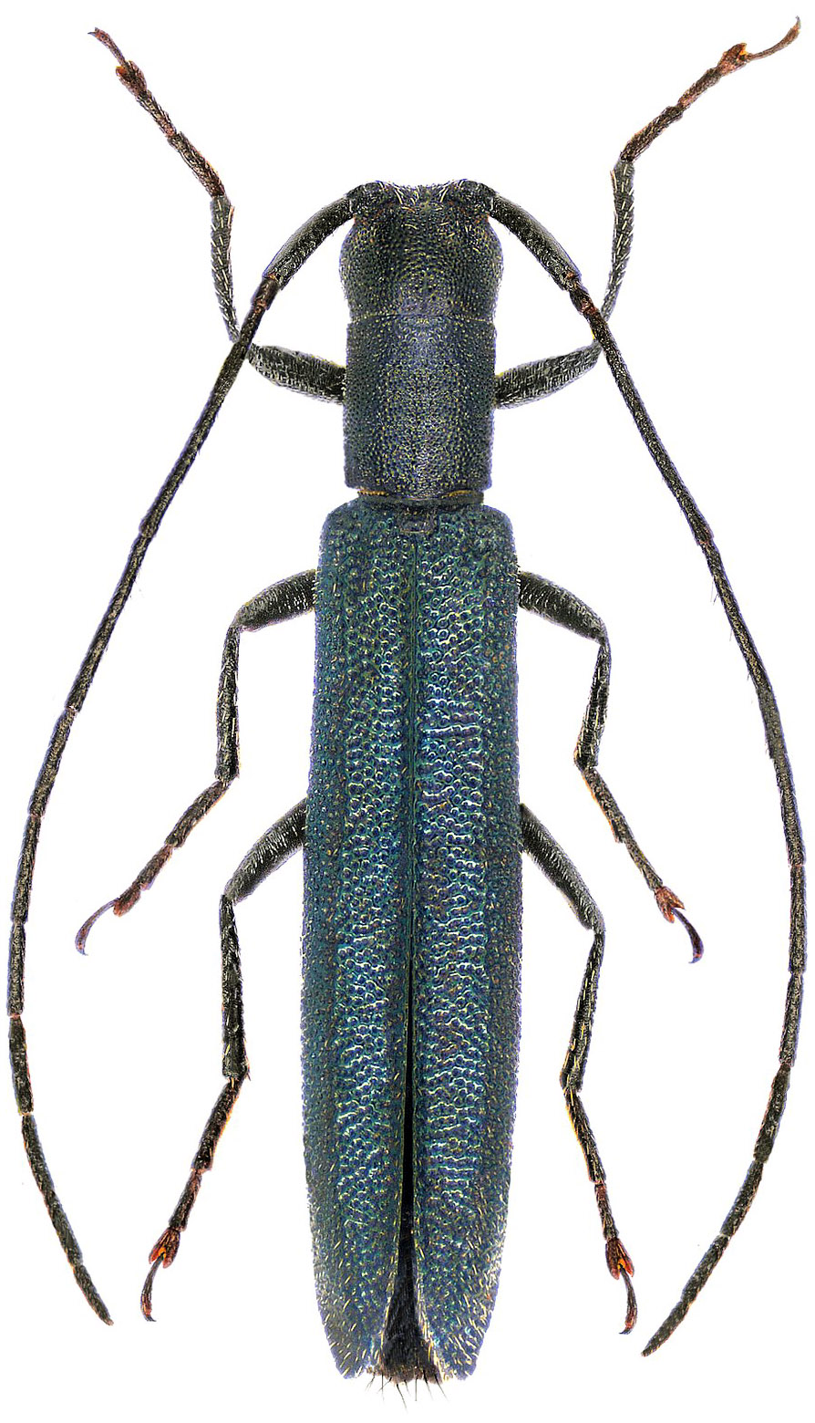 Theophilea subcylindricollis