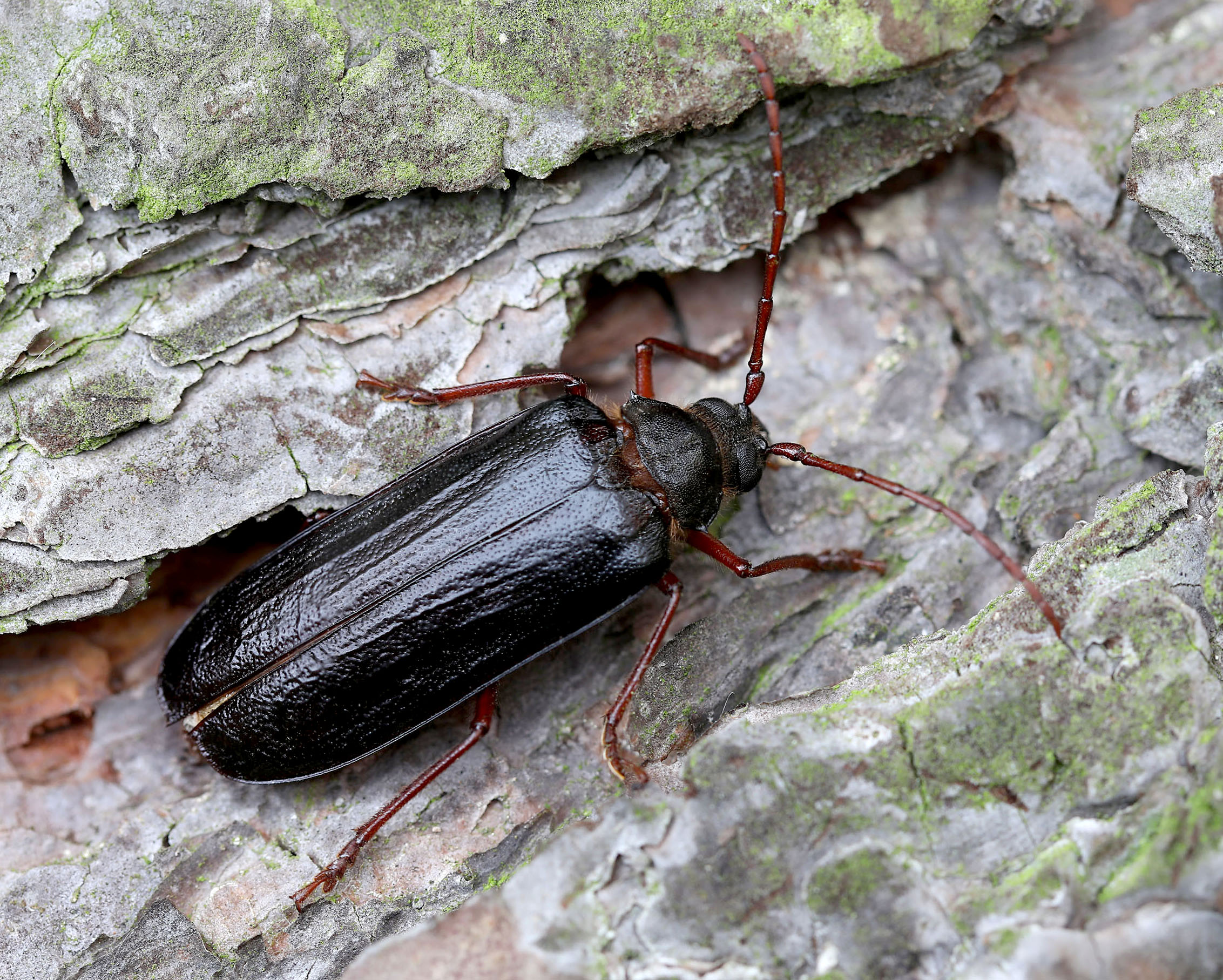 Tragosoma depsarium