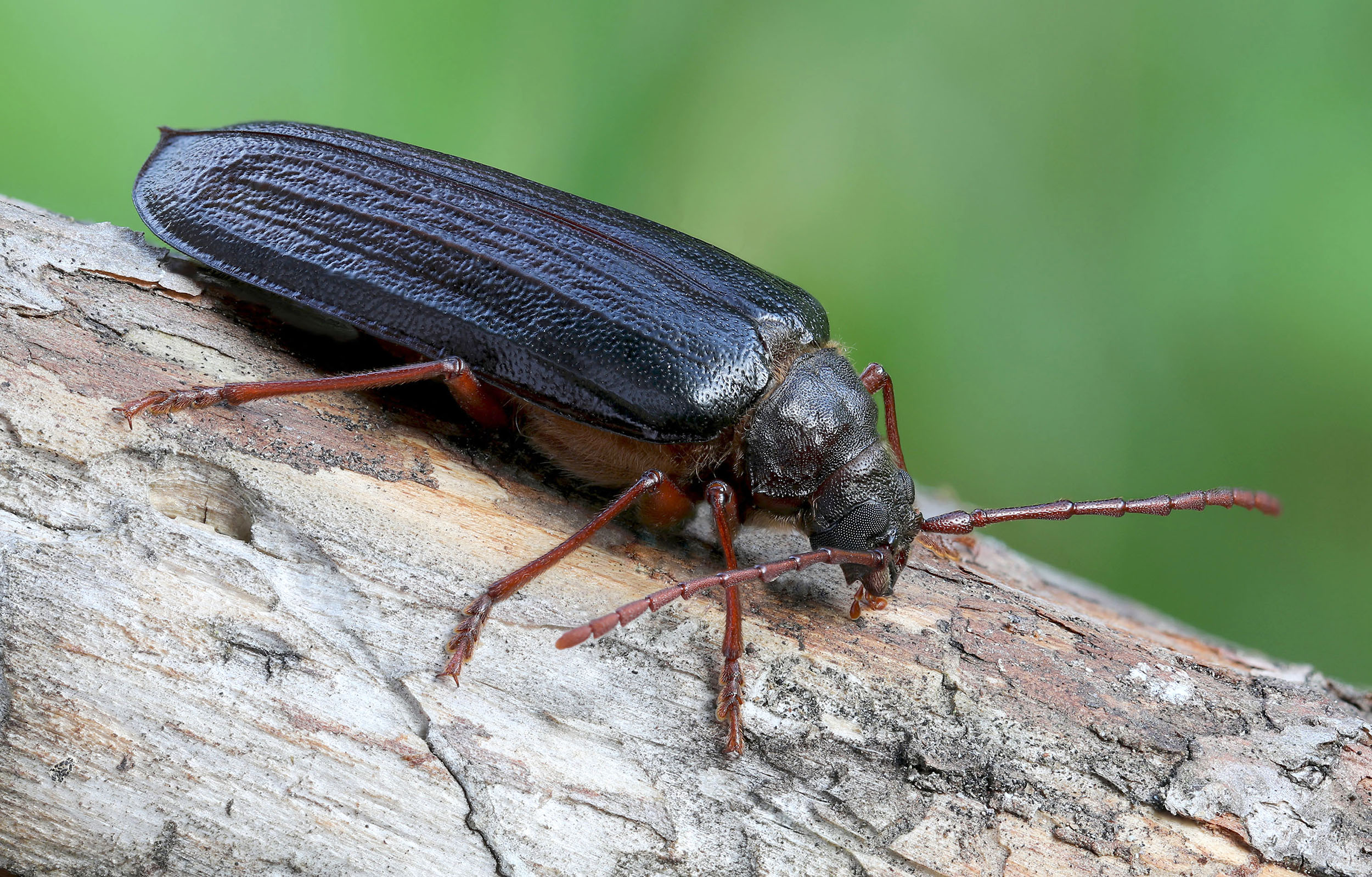 Tragosoma depsarium