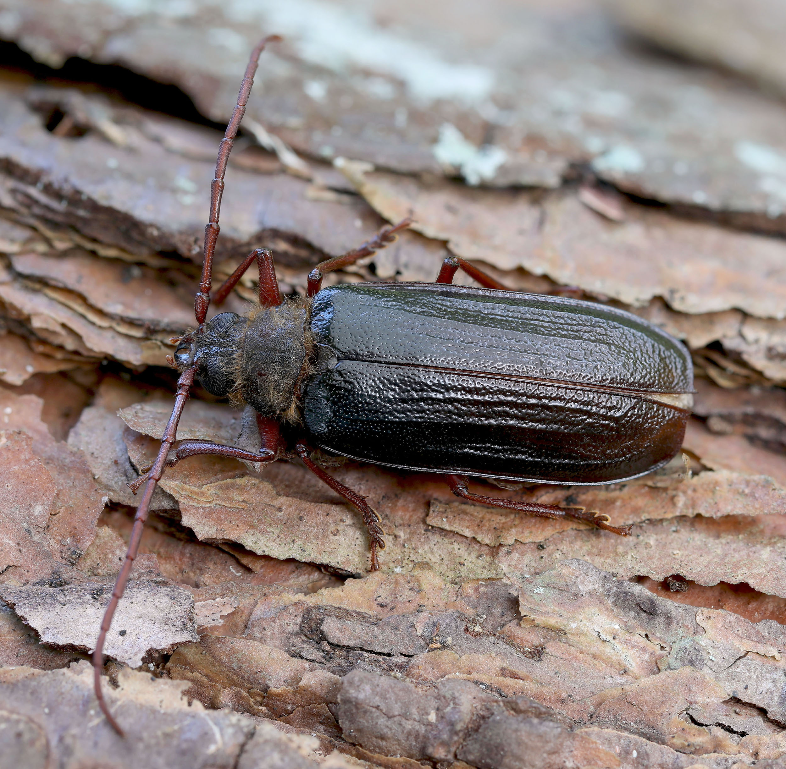 Tragosoma depsarium