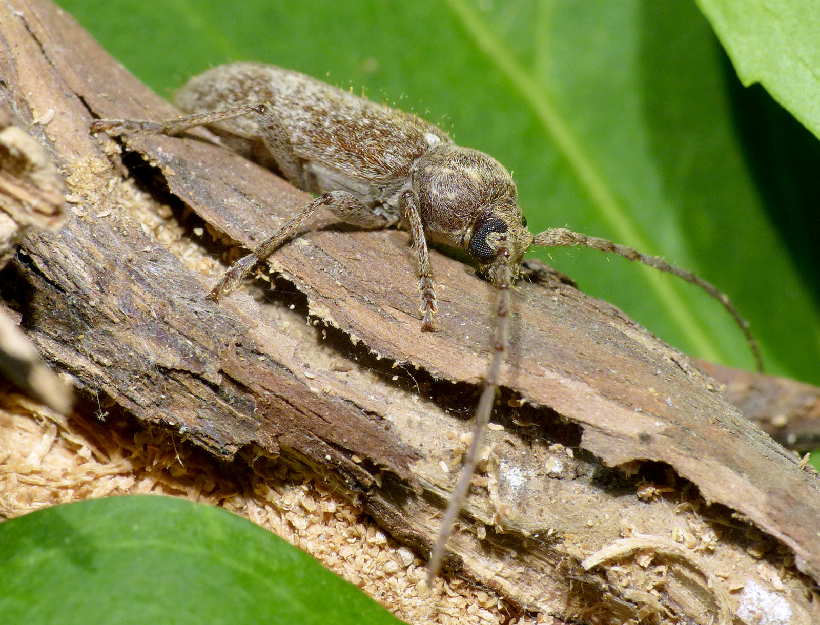 Trichoferus antonioui