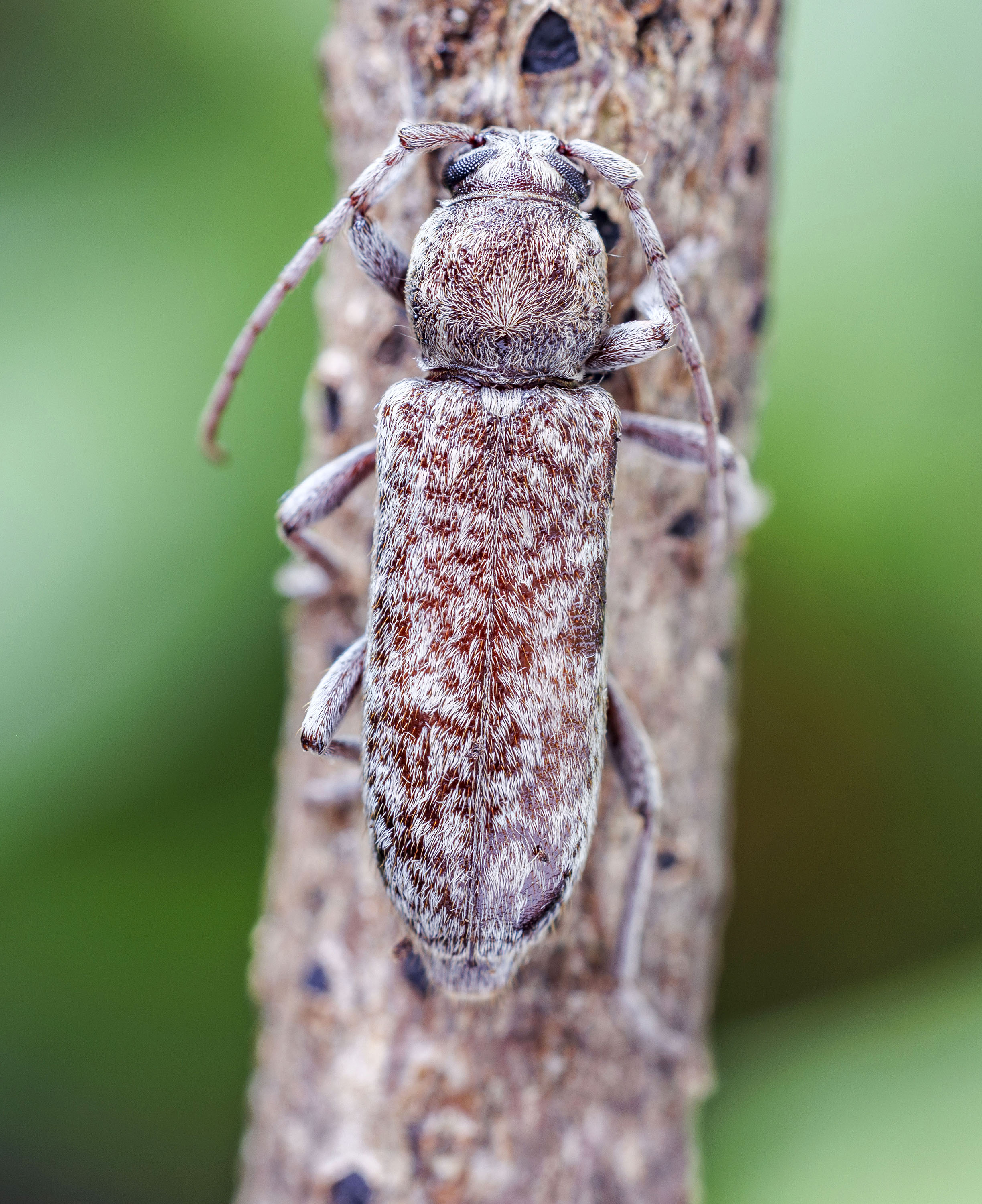 Trichoferus arenbergeri