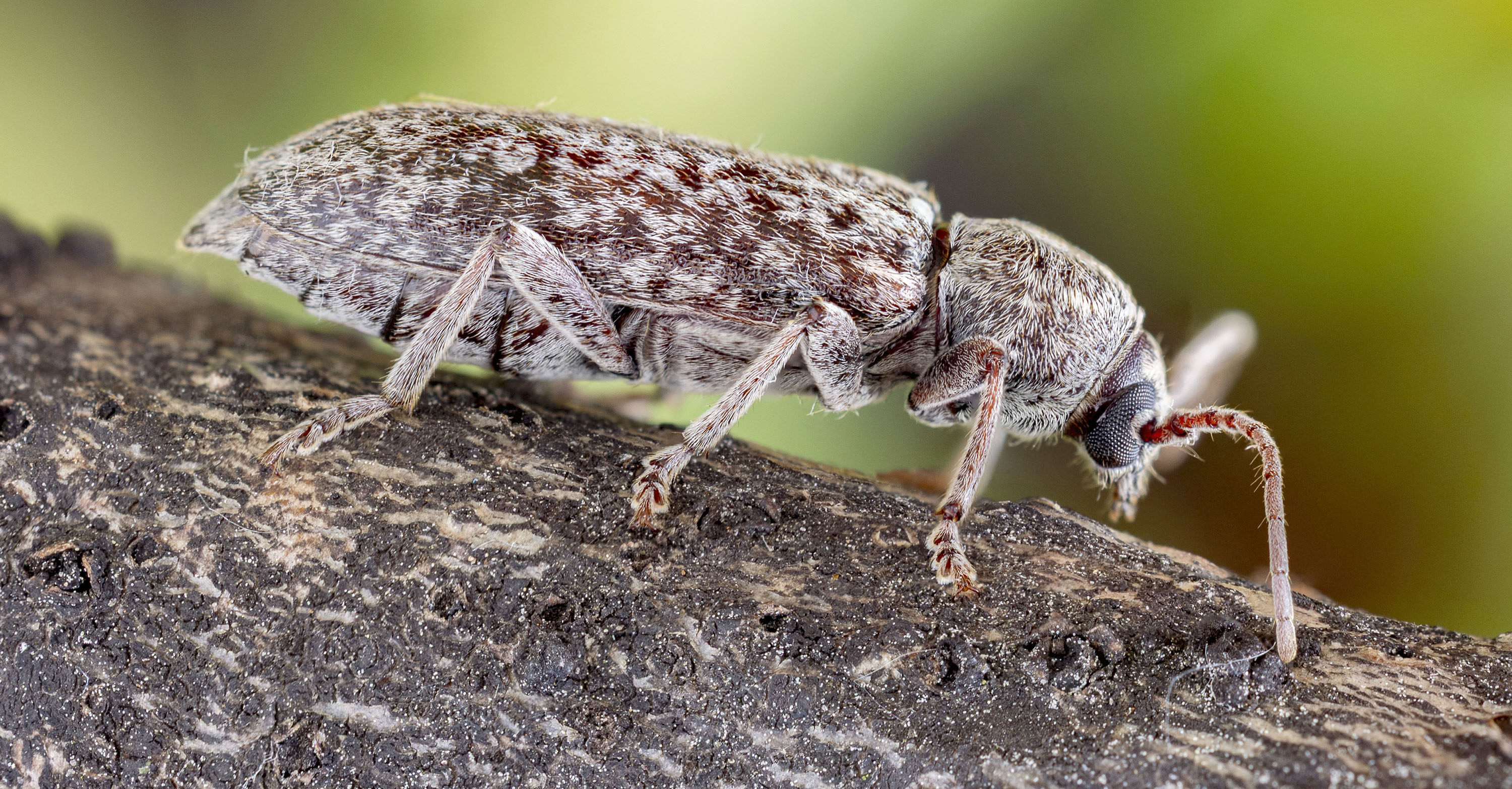 Trichoferus arenbergeri