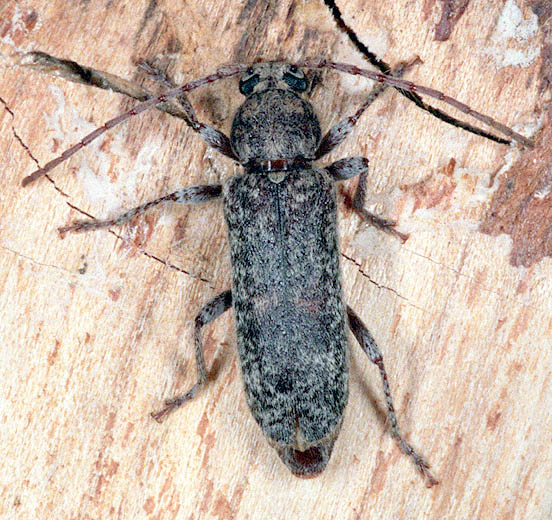 Trichoferus fasciculatus fasciculatus