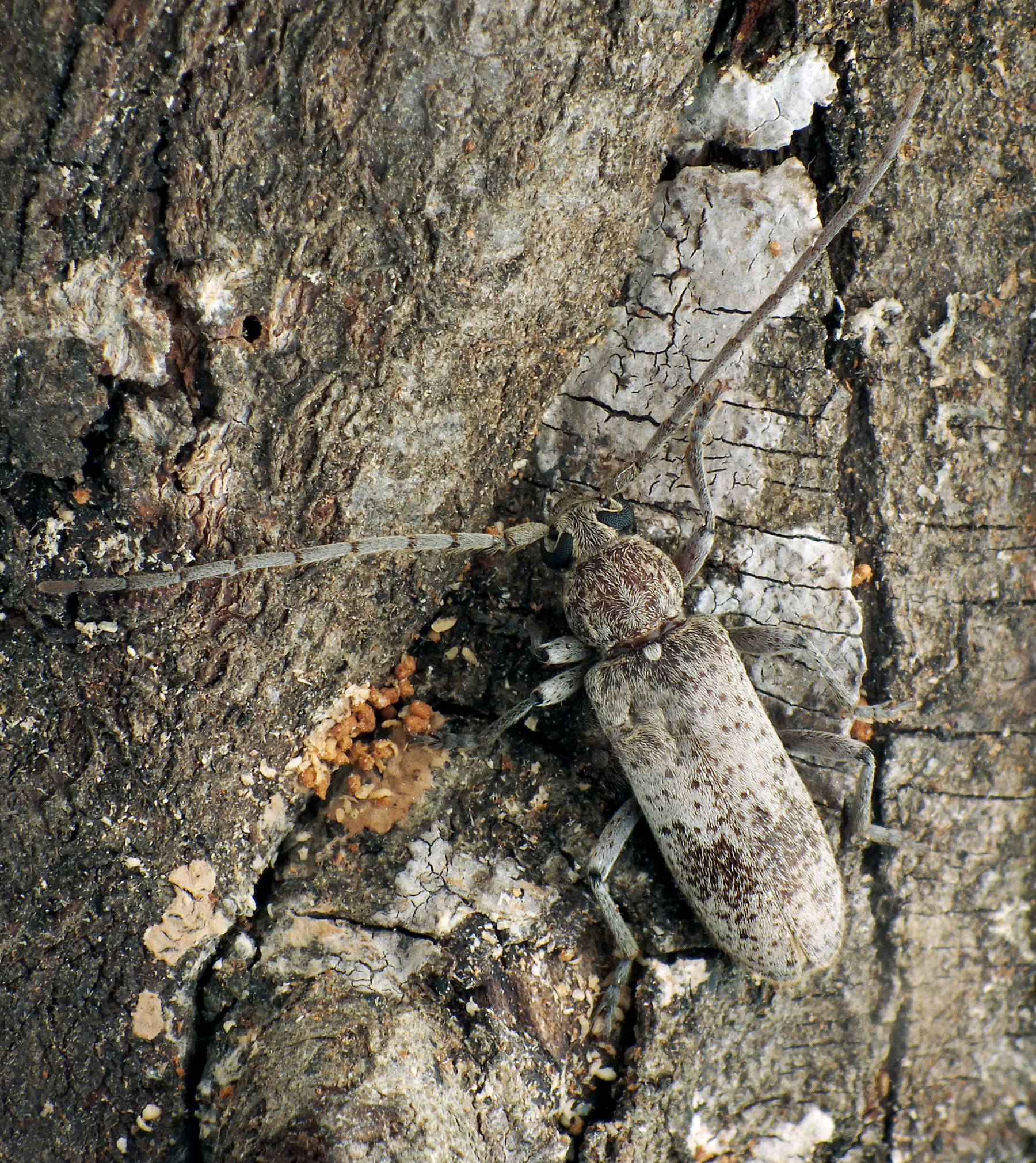 Trichoferus kotschyi