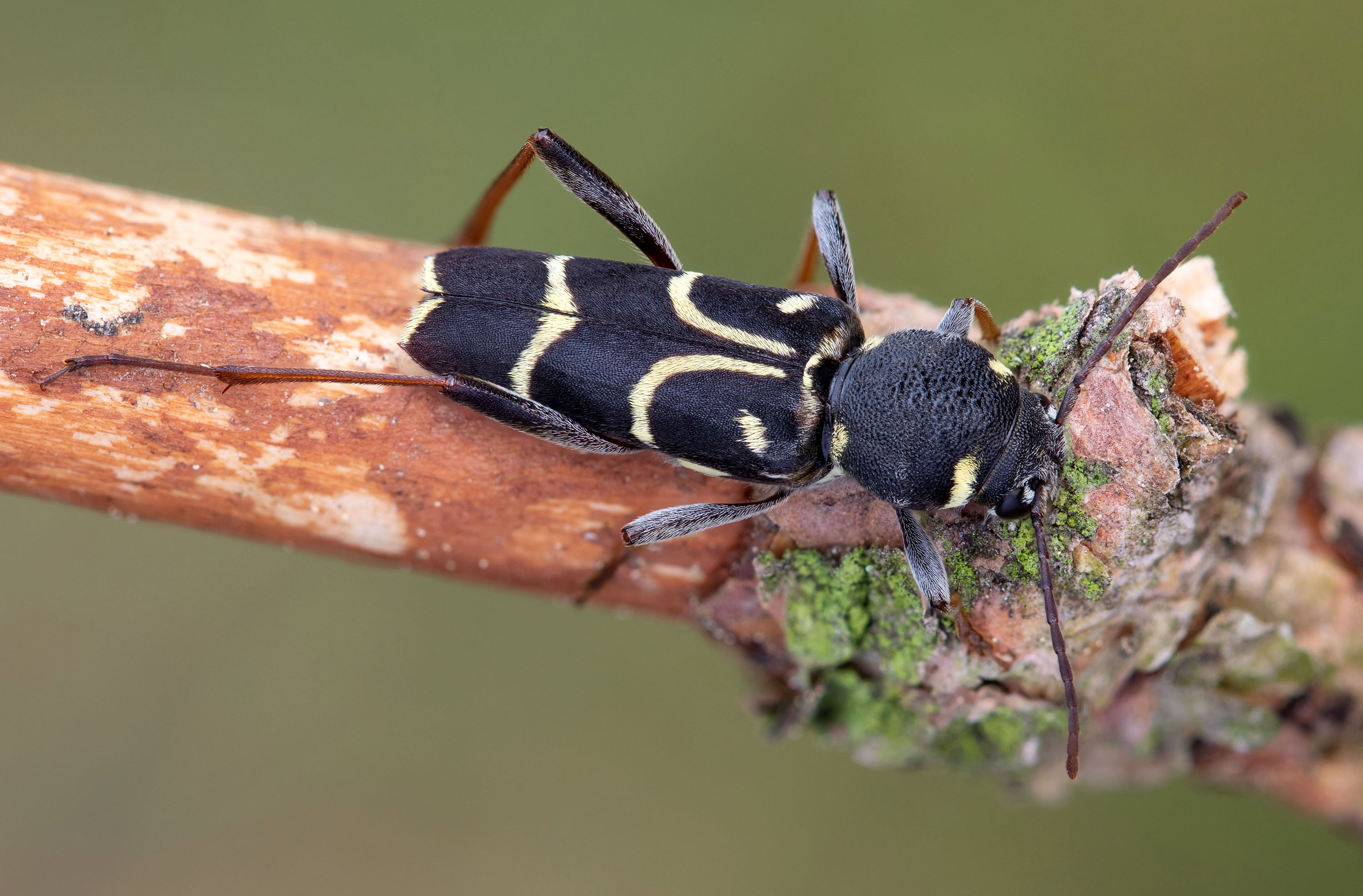 Xylotrechus antilope antilope