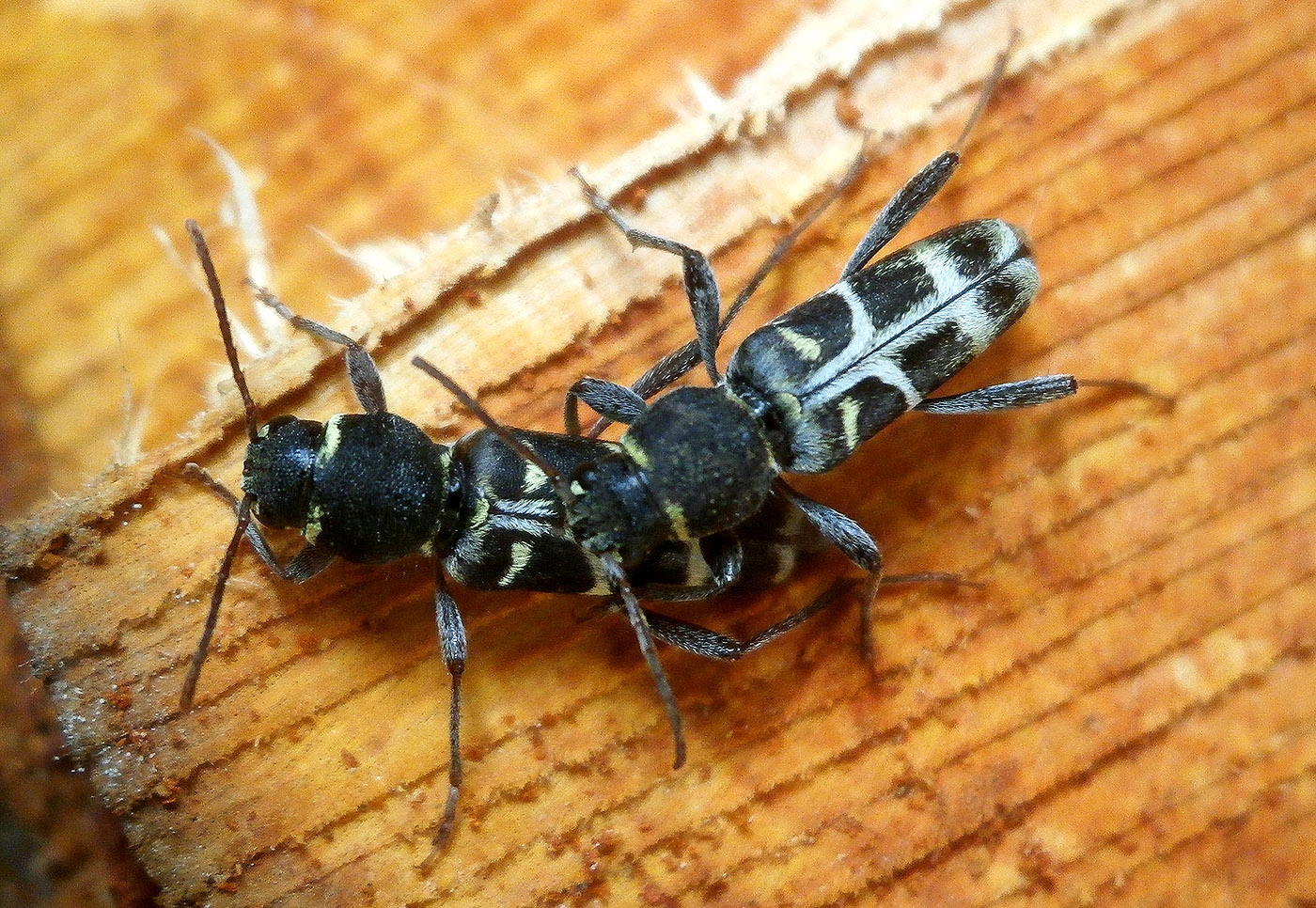 Xylotrechus ibex