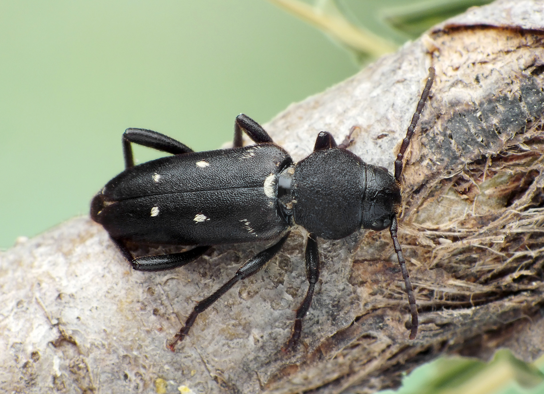 Xylotrechus raghidae