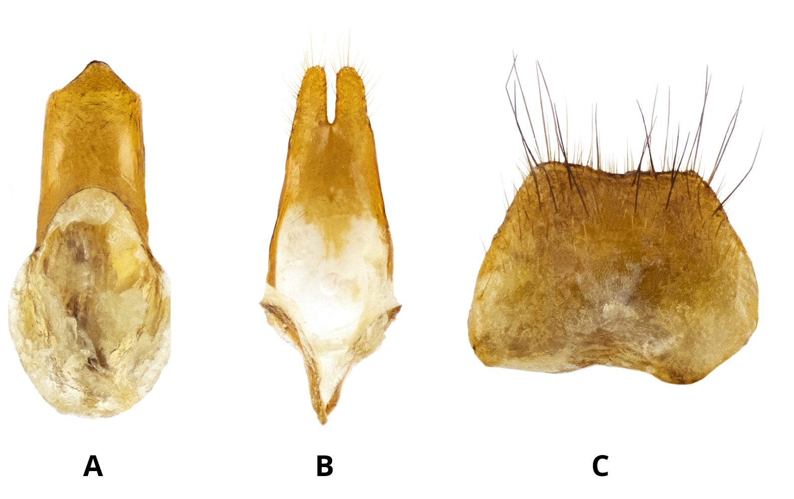 Alocerus marcoi - male genitalia