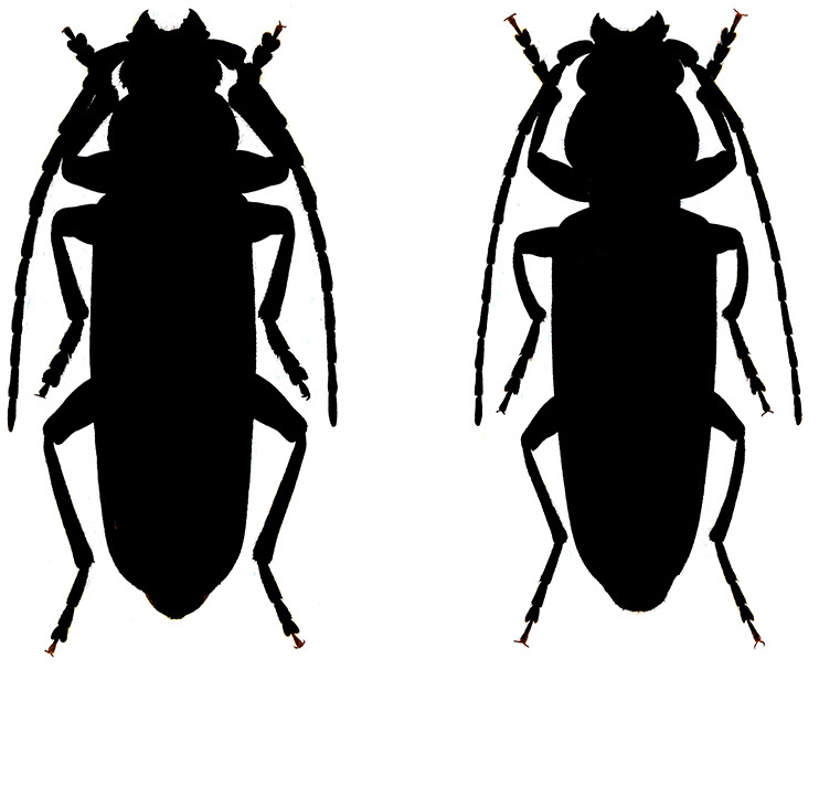 Arhopalus rusticus-ferus silhouettes