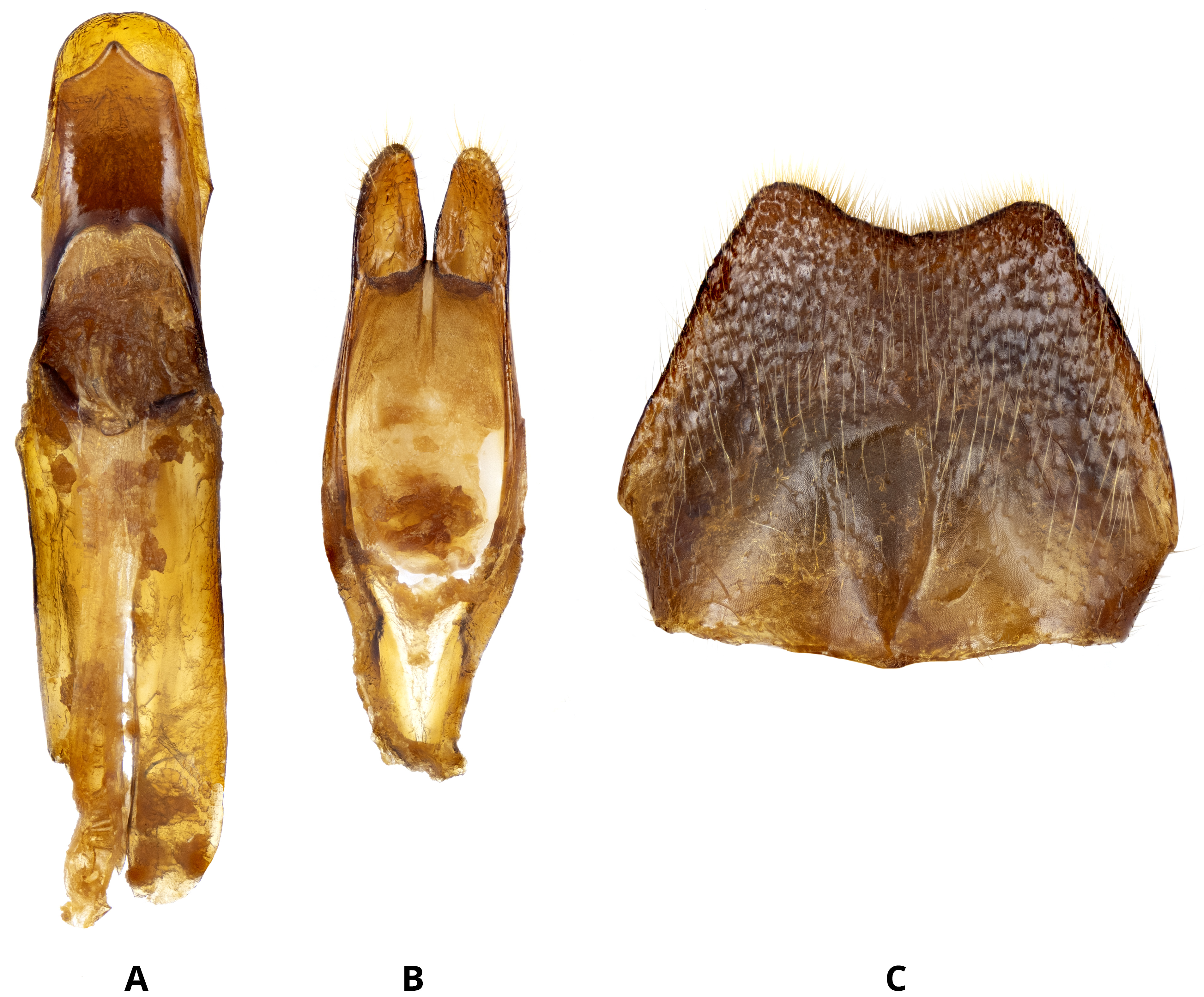 Ergates faber opifex - male genitalia