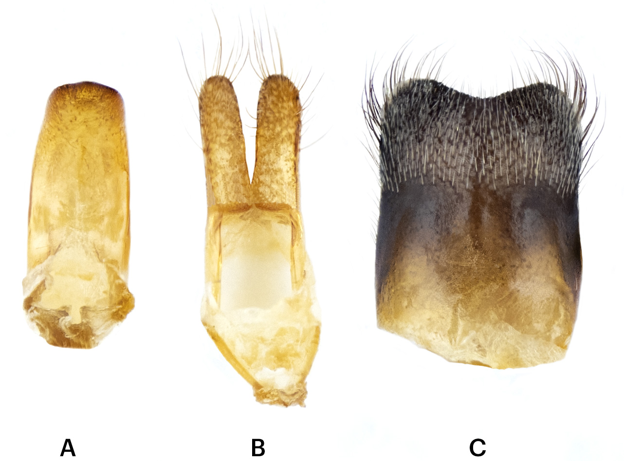 Phytoecia algerica - male genitalia