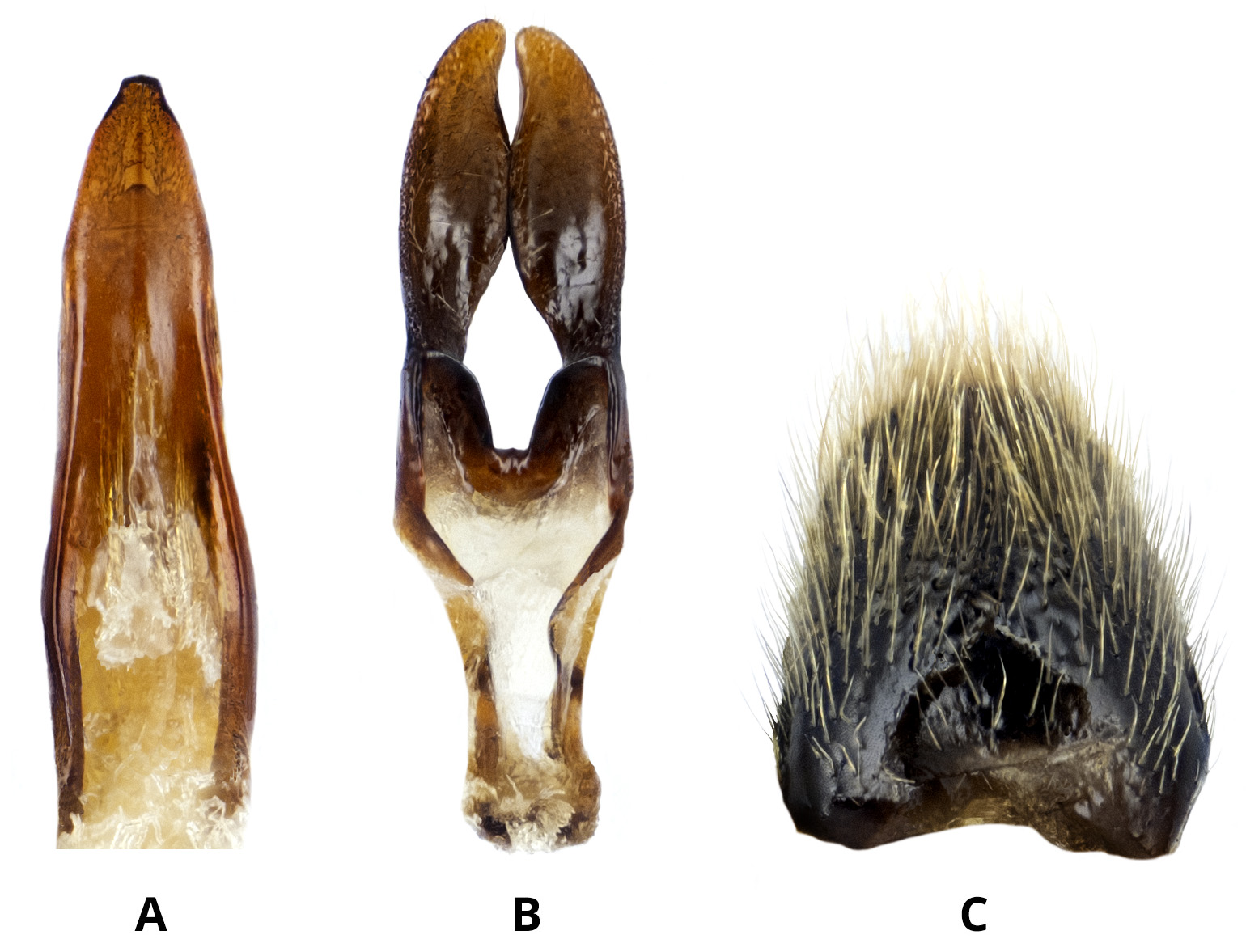 Vadonia unipunctata unipunctata - male genitalia